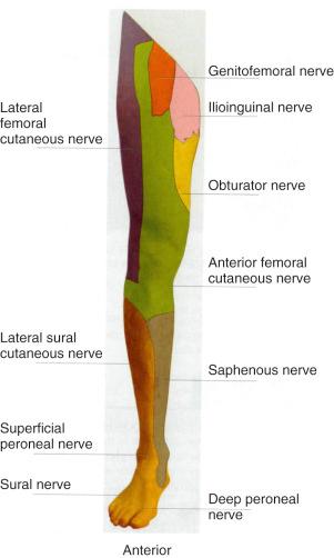 Fig. 76.10, Lower extremity innervation.