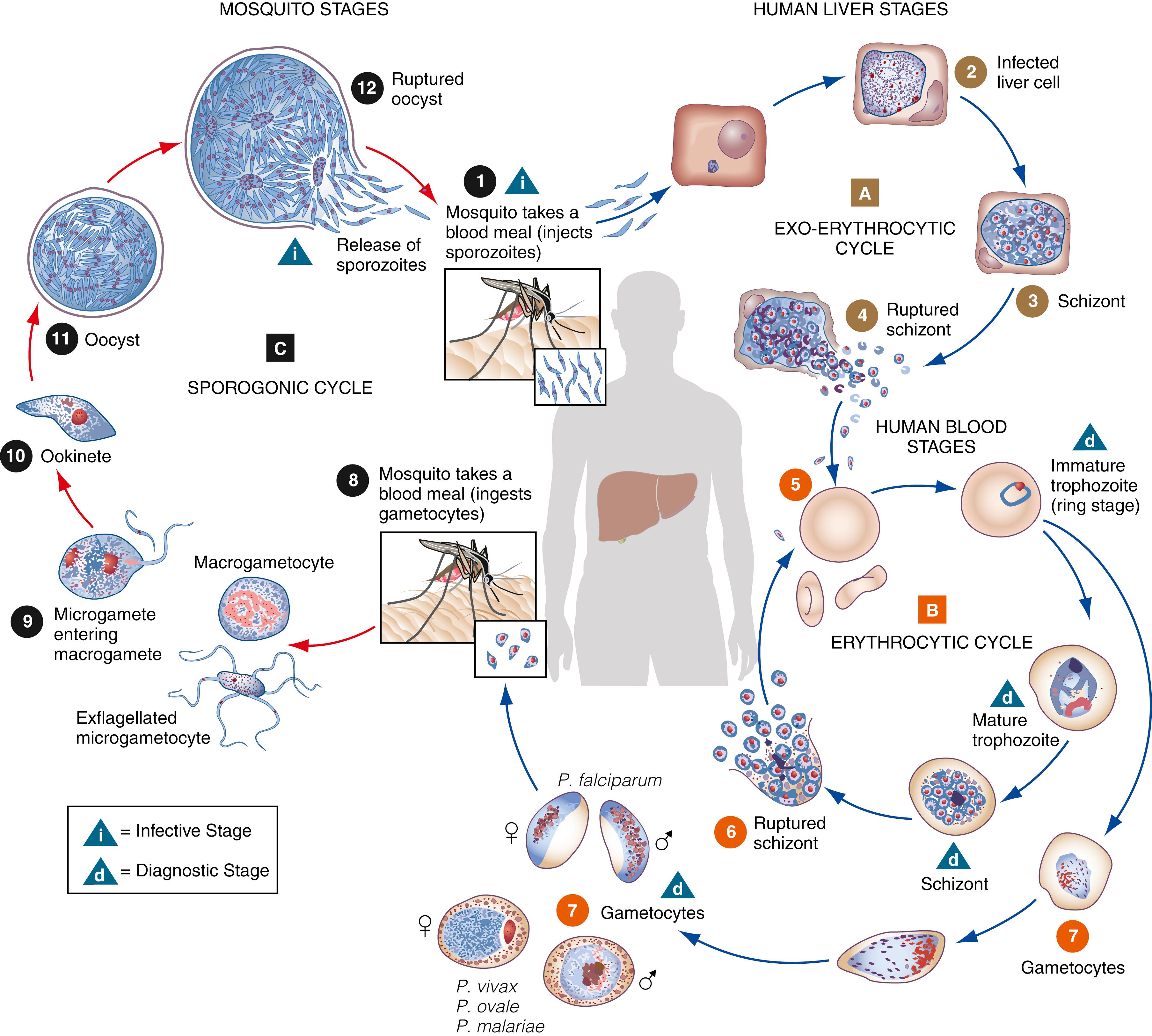 Figure 65.4, Life cycle of Plasmodium spp. Infection occurs when an infected female anopheline mosquito injects infectious sporozoites while taking a blood meal (1). Sporozoites are carried to the liver via the bloodstream, where they infect a hepatocyte (2) and divide asexually to form a hepatic schizont (3). The schizont ruptures (4), releasing infectious merozoites into the bloodstream that infect erythrocytes (5) and initiate the erythrocytic cycle. The early stage of the parasite is a “ring-form” trophozoite. As the trophozoite matures, it takes one of two pathways: it can become an erythrocytic schizont (6) that perpetuates the erythrocytic cycle or it can become a male or female gametocyte (microgametocyte or microgametocyte, respectively), (7). The gametocyte is a dead-end stage in the human host and is taken up by a mosquito when it takes a blood meal (8) to initiate the sexual cycle. In the mosquito host, microgametocytes (males) form microgametes and exflagellate, releasing the individual microgametes. A microgamete will fertilize a macrogamete (female) (9), resulting in the formation of an ookinete (10). The ookinete matures and becomes an oocyst in which proliferation of sporozoites occurs (11). The mature oocyte ruptures, releasing infectious sporozoites (12) which migrate to the salivary glands of the mosquito. The cycle continues when a female mosquito takes her next blood meal and injects sporozoites into the human host.