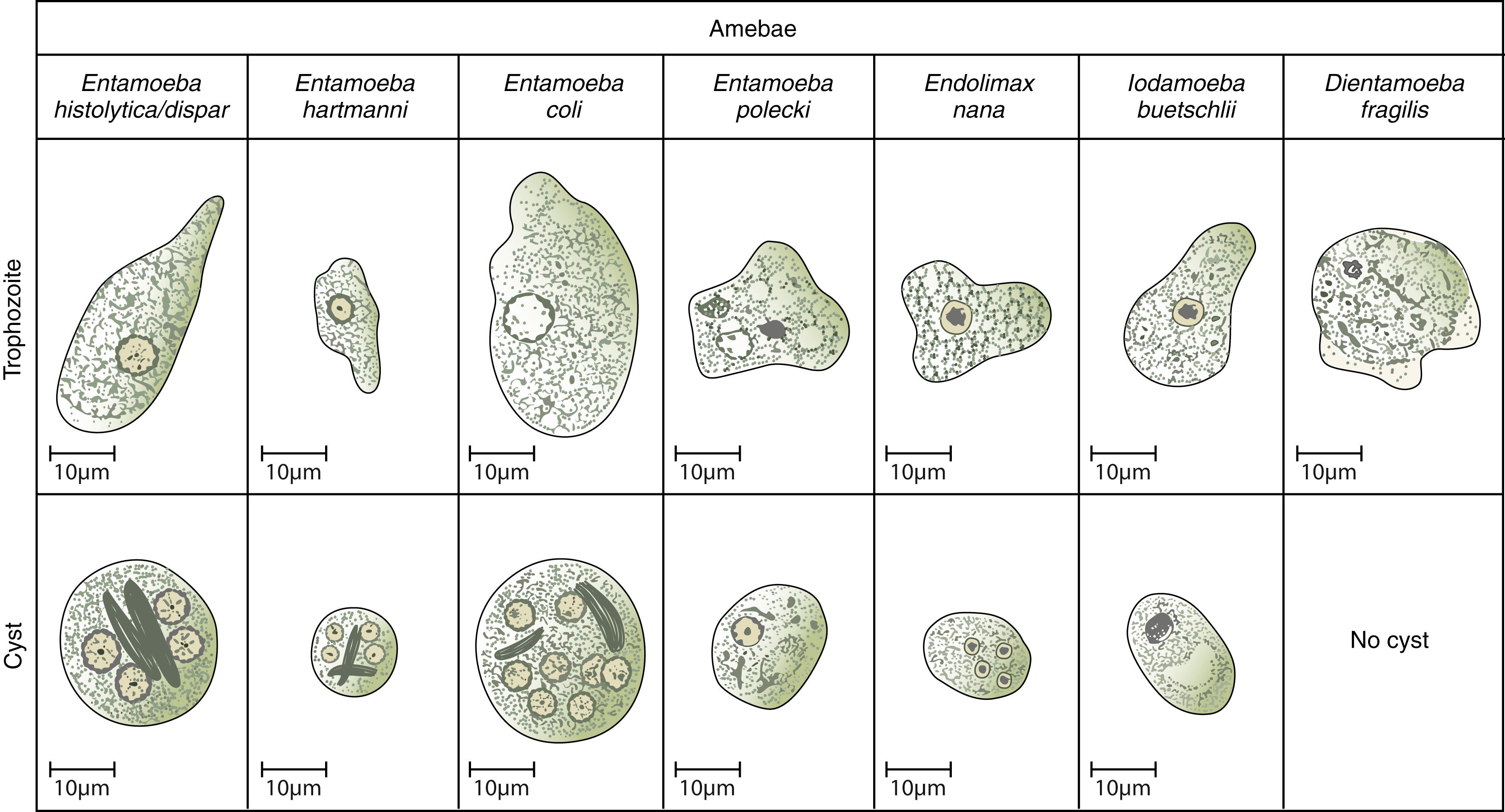 Figure 65.9, Amebae found in human stool specimens. ( Dientamoeba fragilis is a flagellate but morphologically similar to amebae.)