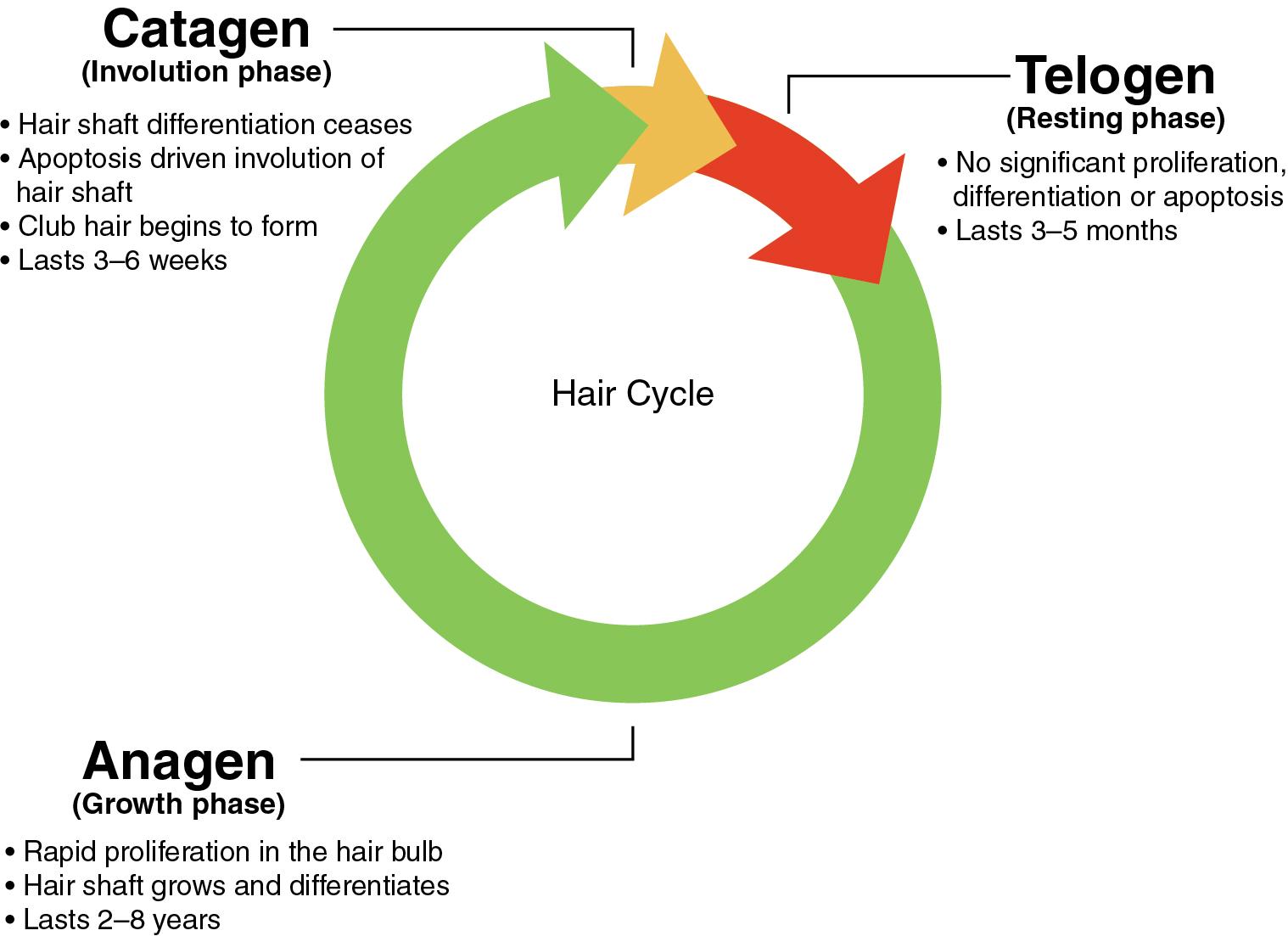 Fig. 1.1, The Hair Cycle.