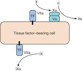 FIGURE 20.1, Initiation. The tissue factor (TF)/VIIa complex on the TF-bearing cell activates factors IX and X. The factor Xa/Va complex, known as the “prothrombinase” complex, forms small amounts of thrombin (factor IIa).