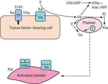 FIGURE 20.2, Amplification. Small amounts of thrombin (factor IIa) set the stage for large-scale generation of thrombin in the propagation phase. Small amounts of thrombin activate platelets, as well as other important coagulation enzymes and cofactors. TF, tissue factor; TFPI, tissue factor pathway inhibitor; vWF, von Willebrand factor.