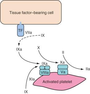 FIGURE 20.3, Propagation. Factor Xa is formed locally by the VIIIa/IXa complex on the surface of the activated platelet. The resulting Xa/Va prothrombinase complex causes a burst of thrombin (factor IIa) generation. TF, tissue factor.