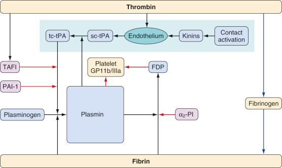 FIGURE 20.4, The main fibrinolytic pathway, leading to the breakdown of fibrin into fibrin degradation products (FDP). It is initiated by release of tissue plasminogen activator (tPA) from endothelial cells in response to contact activation (shaded area) . Plasminogen needs to be bound to fibrin in order to allow conversion to plasmin. sc-tPA and tc-tPA refer to single- and (more active) two-chain tPA, respectively. Endogenous fibrinolysis inhibitors are shown in blue boxes. Interactions with the coagulation system are shown by red arrows . TAFI, thrombin-activated fibrinogen inhibitor; PAI-1, plasminogen activator inhibitor; GP, glycoprotein; α 2 -PI, α 2 -plasmin inhibitor.