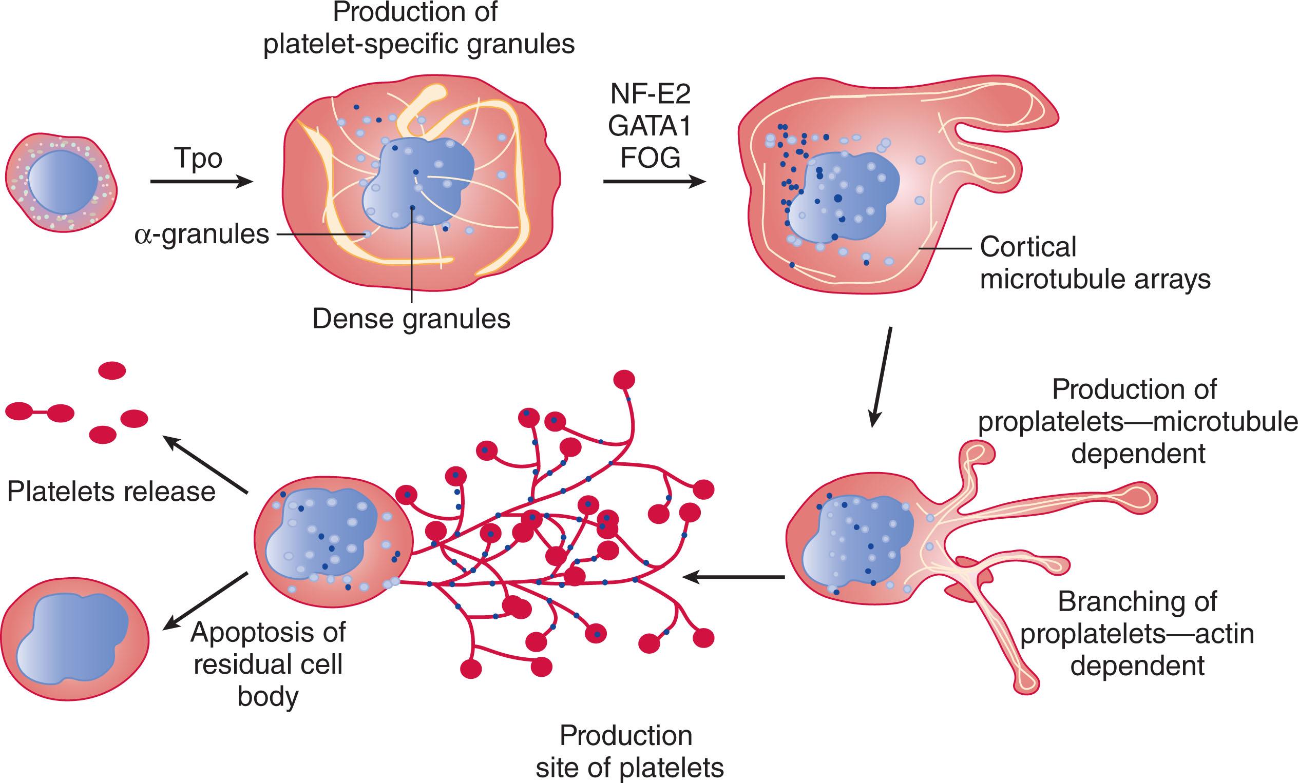 Figure 123.2, SUMMARY OF THE MAJOR EVENTS THAT LEAD TO PLATELET FORMATION AND RELEASE FROM MEGAKARYOCYTES.