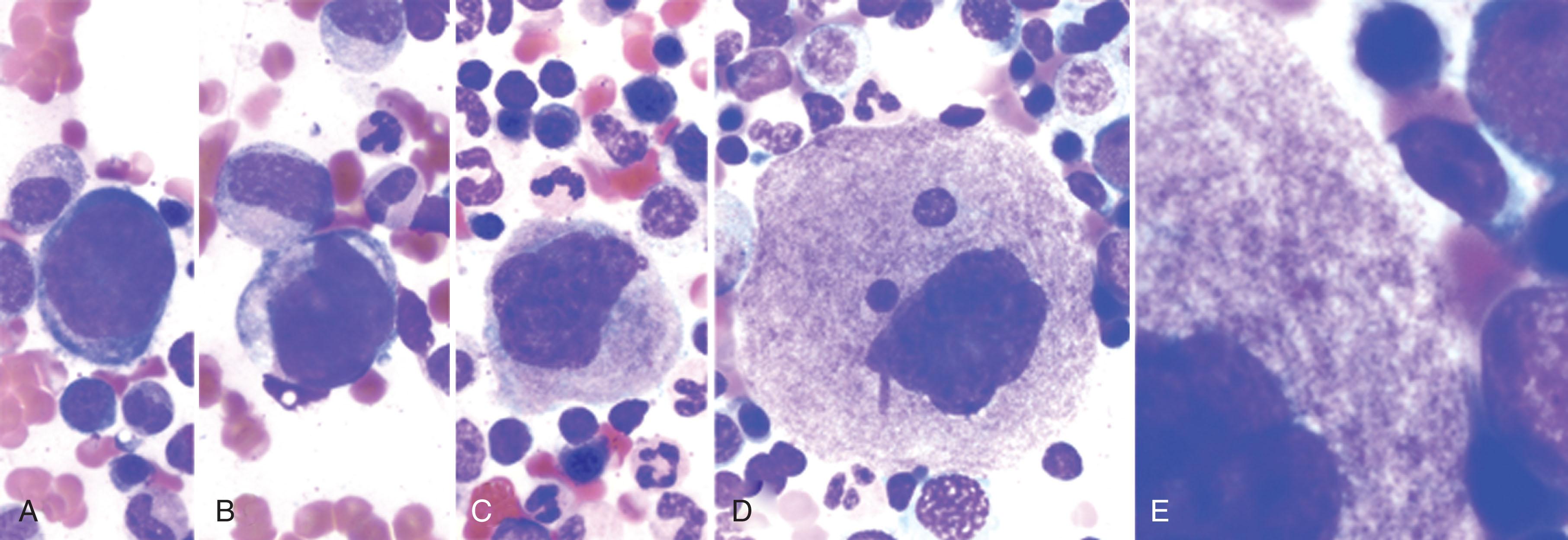 Figure 123.3, PLATELET PRODUCTION IN THE MEGAKARYOCYTE.