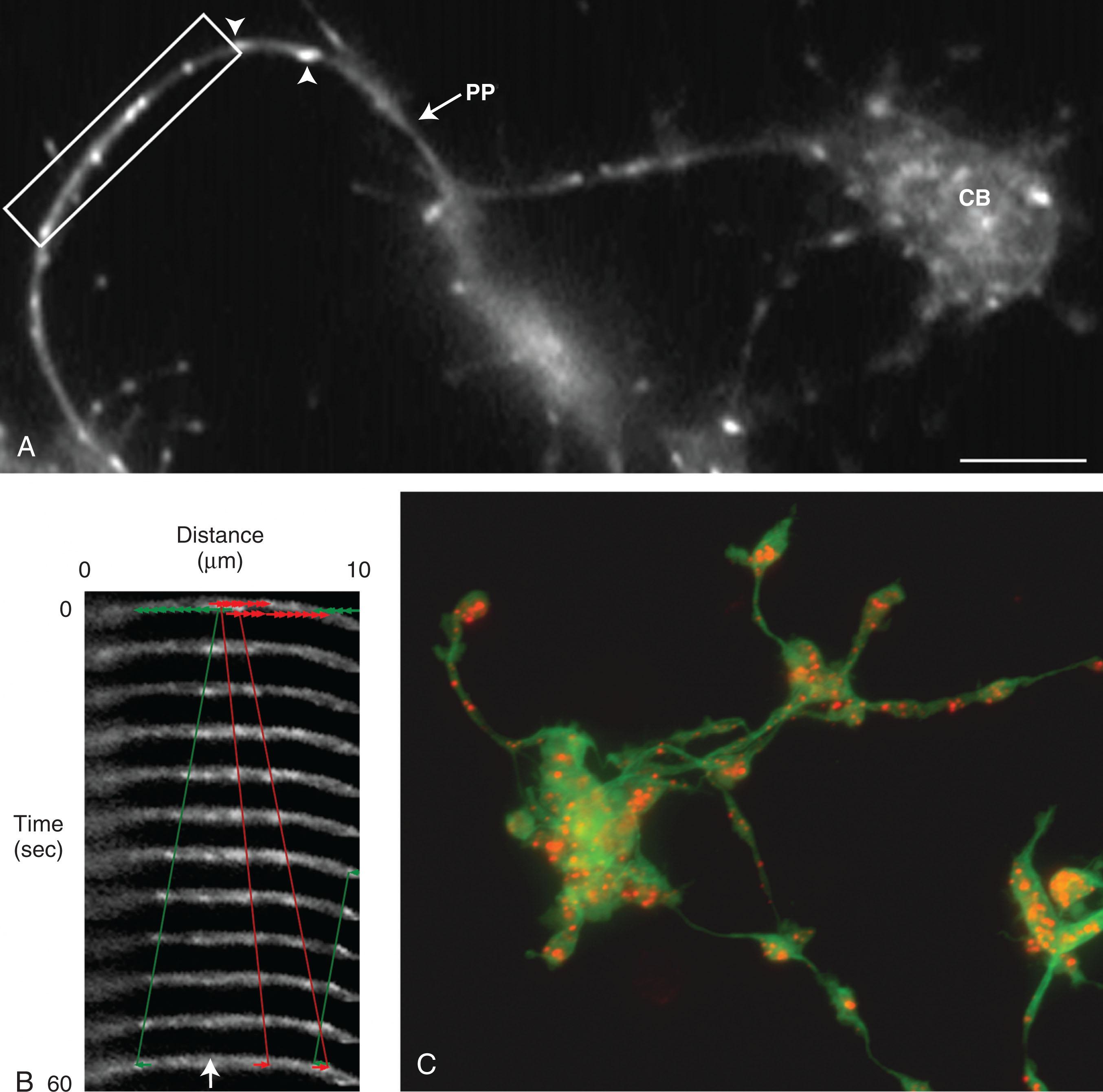 Figure 123.4, MICROTUBULE DYNAMICS DURING PROPLATELET FORMATION.