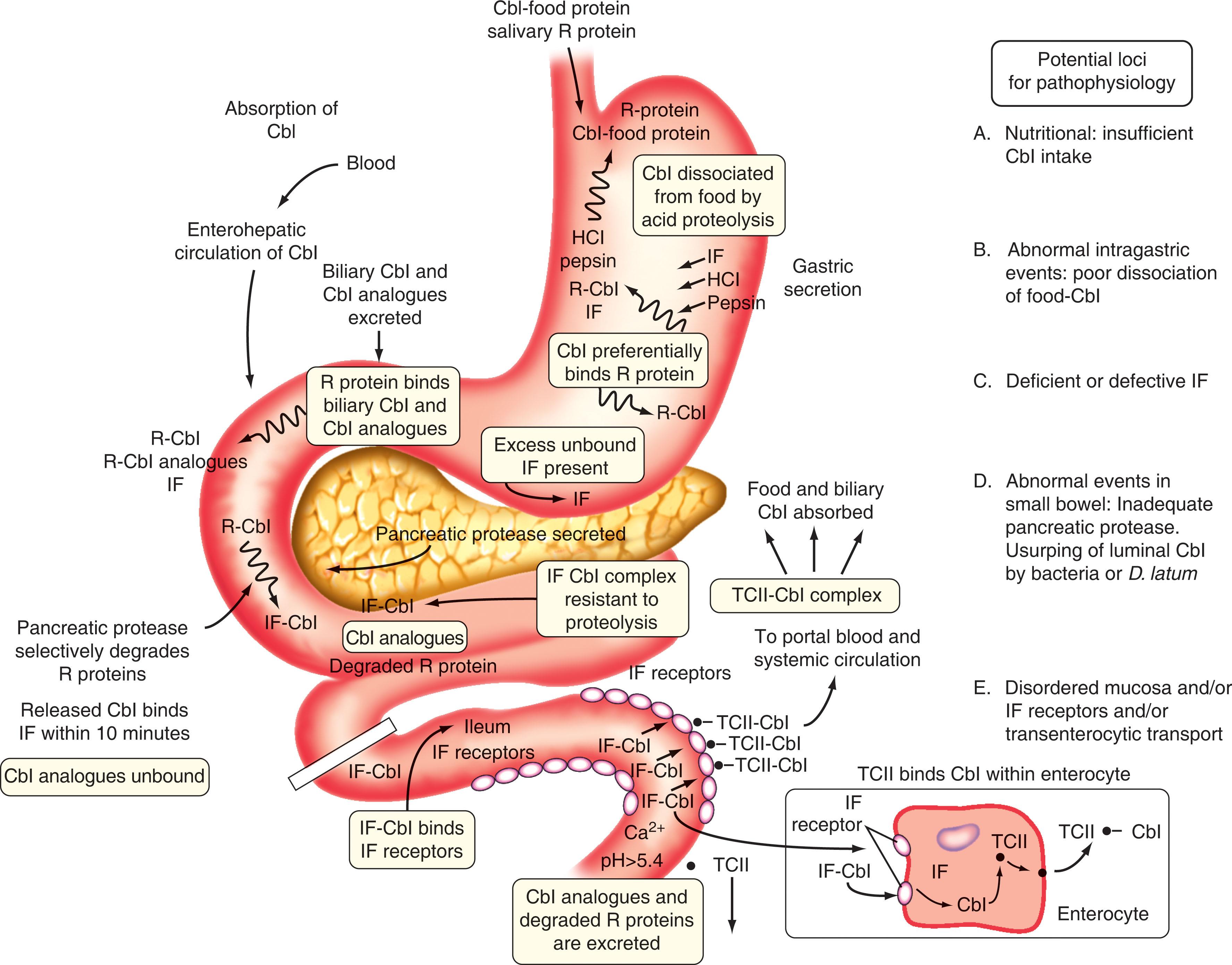 Figure 40.2, COMPONENTS AND MECHANISM OF COBALAMIN ABSORPTION.