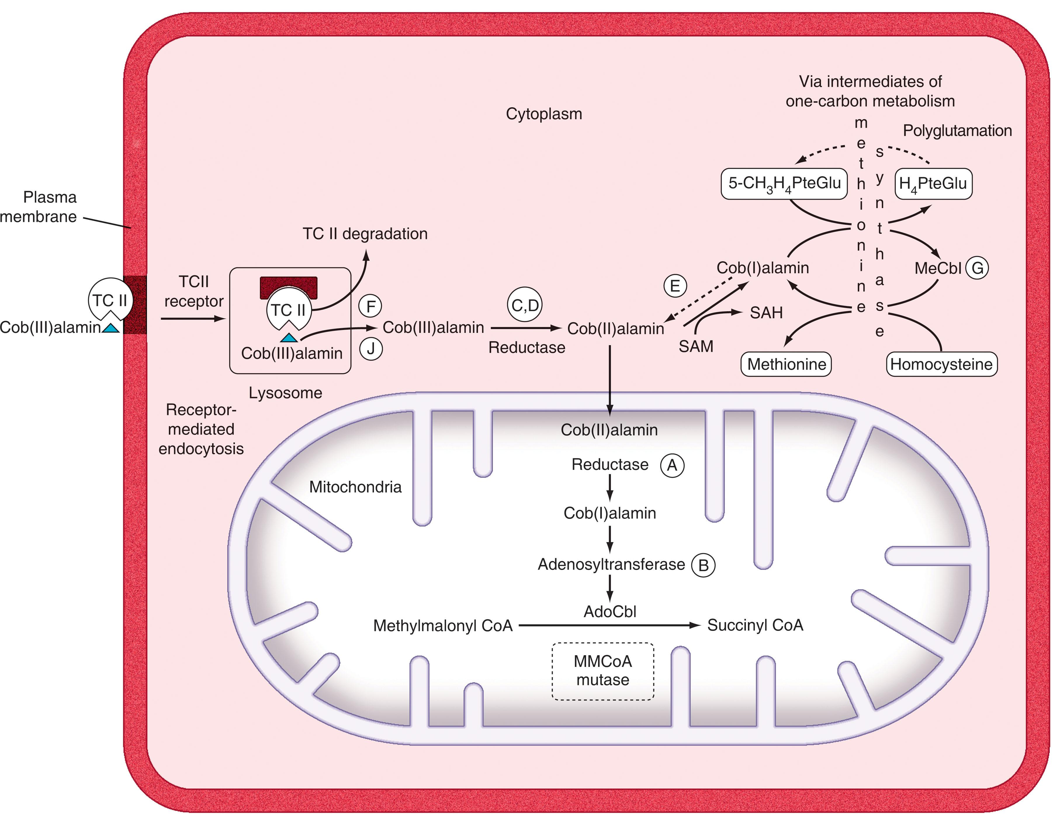 Figure 40.3, CELLULAR UPTAKE AND INTRACELLULAR REACTIONS INVOLVING COBALAMIN.