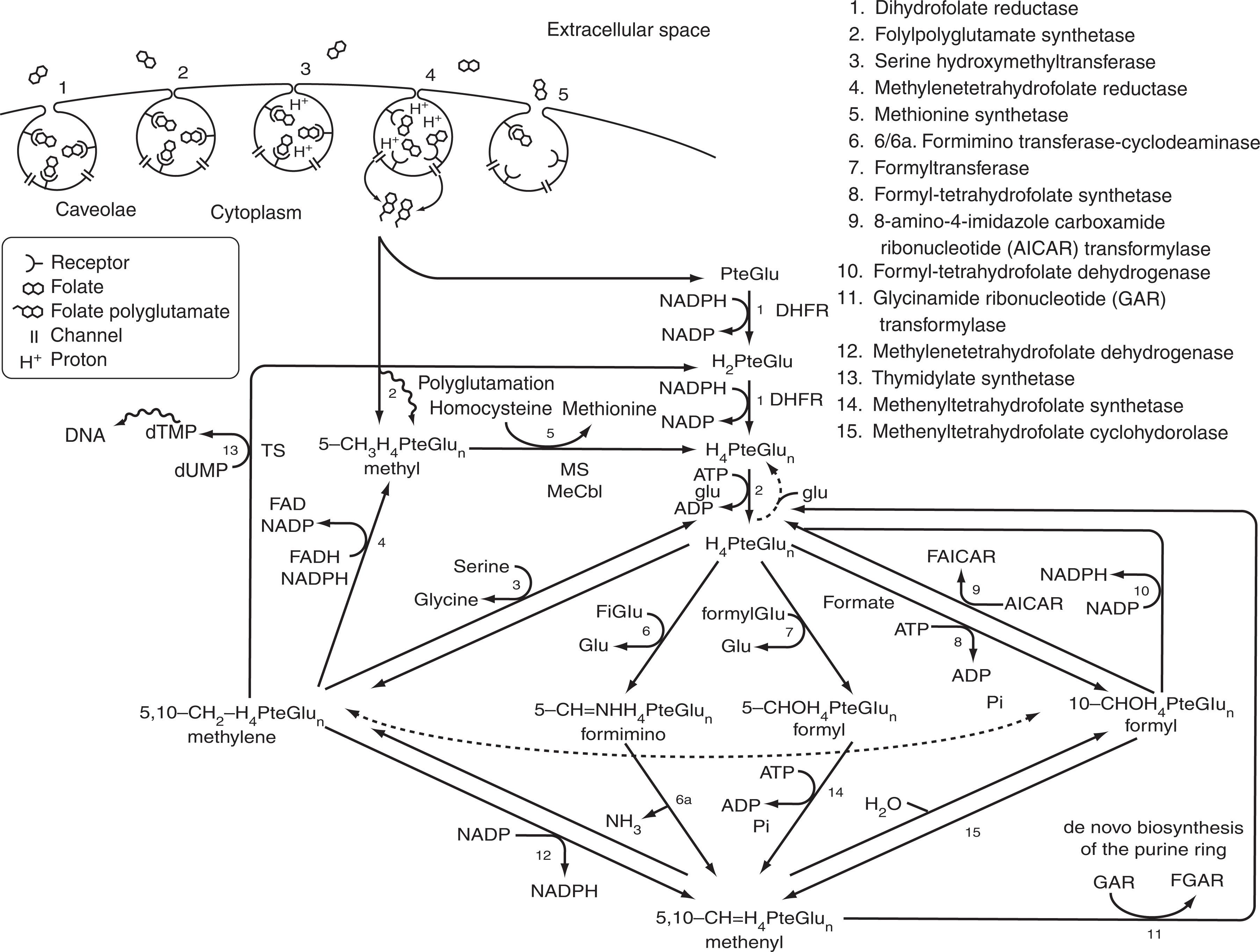 Figure 40.5, FOLATE RECEPTOR–COUPLED FOLATE UPTAKE AND INTRACELLULAR ONE-CARBON METABOLISM INVOLVING FOLATES. 312