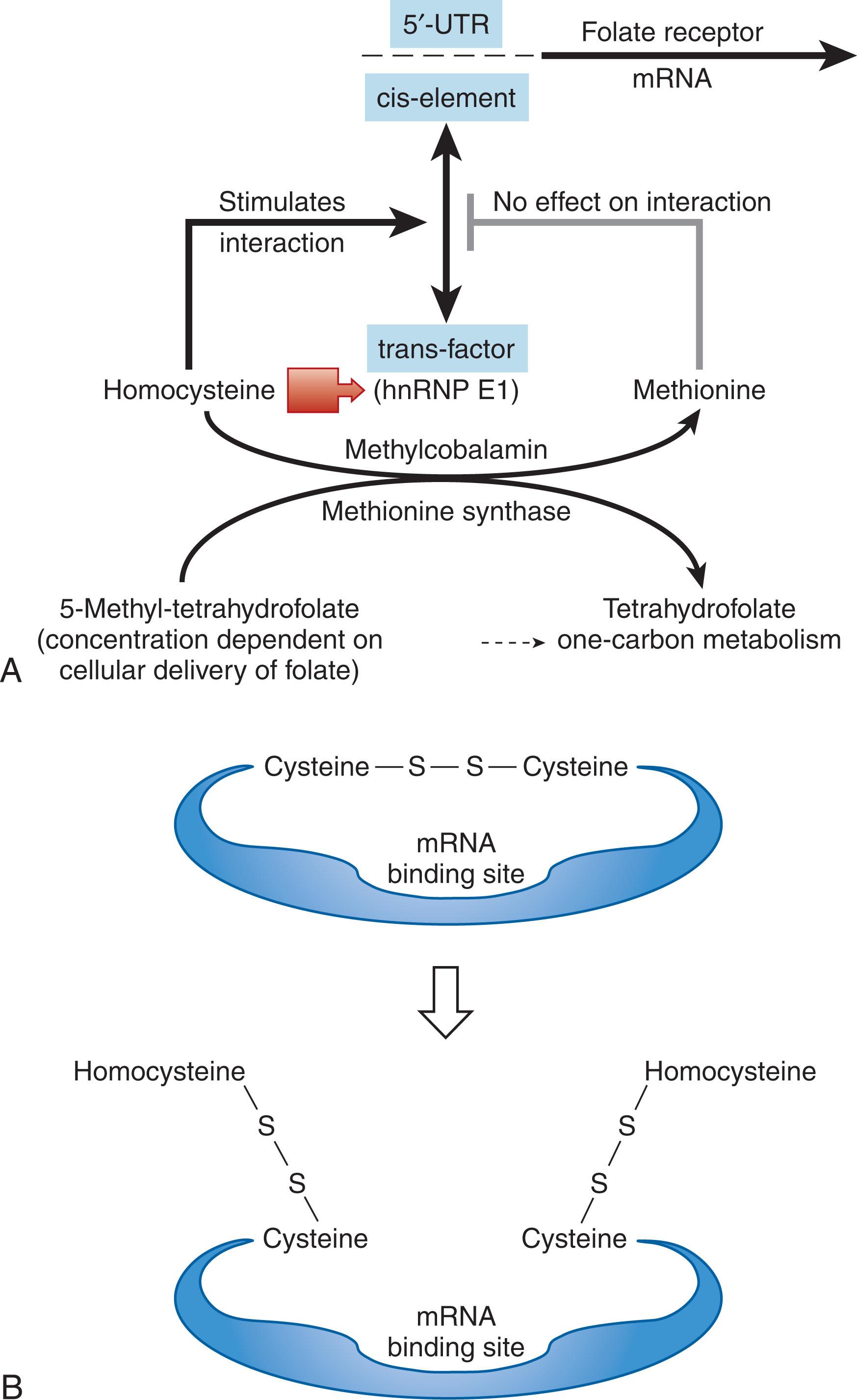 Figure 40.6, MODEL FOR HOW THE CELL SENSES FOLATE DEFICIENCY AND RESPONDS BY UPREGULATING FOLATE RECEPTORS.