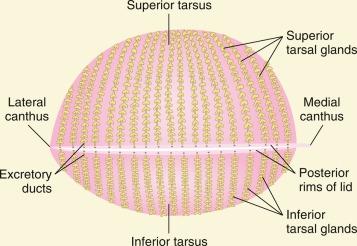 Fig. 7.3, Anatomy of the meibomian glands.