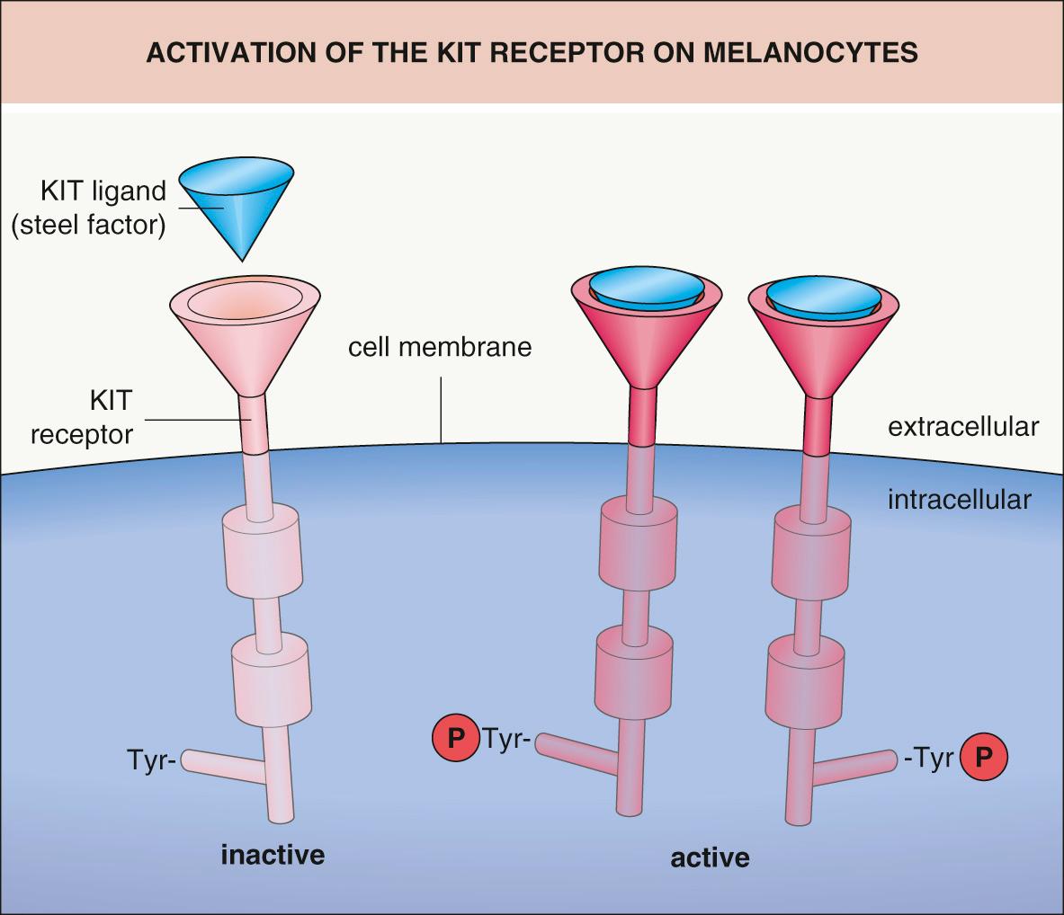 Fig. 65.2, Activation of the KIT receptor on melanocytes.