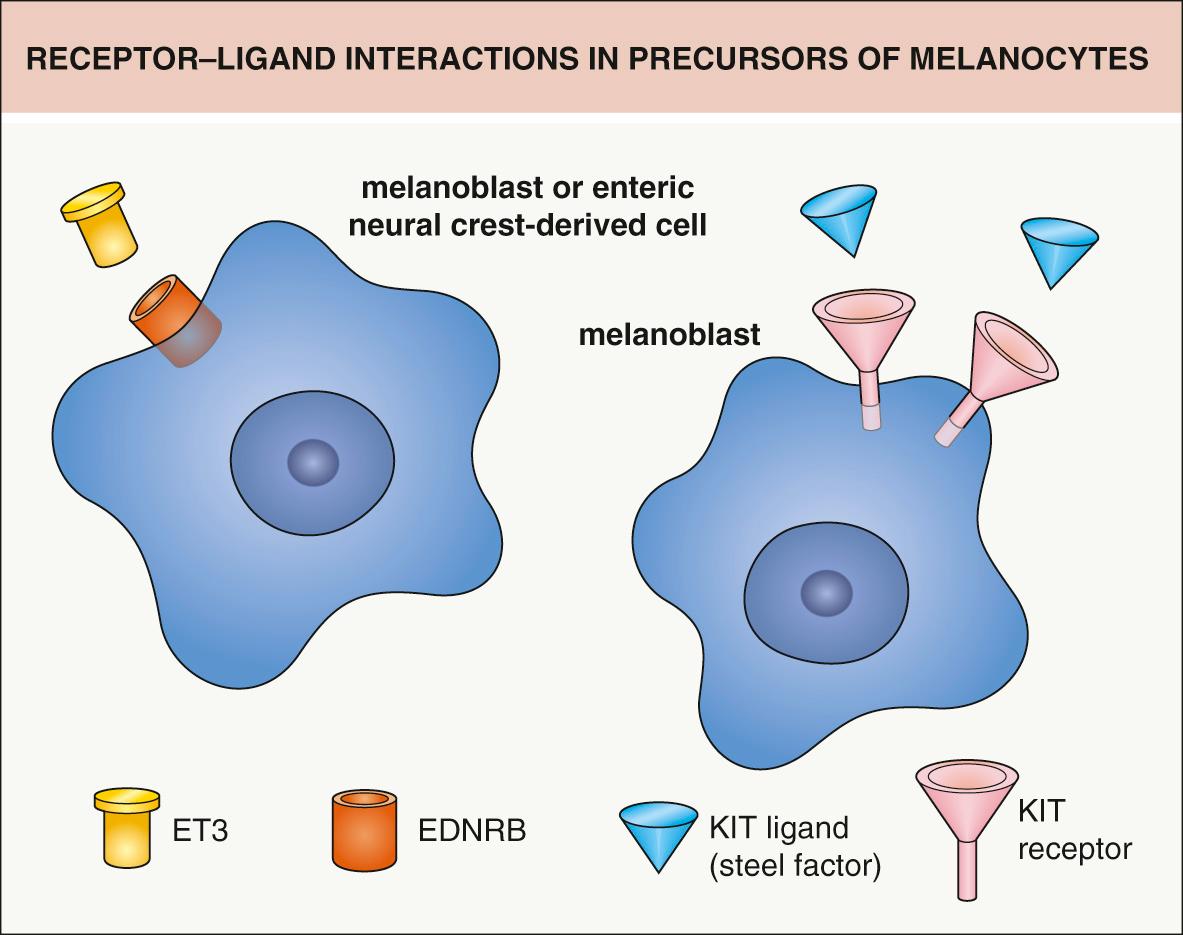 Fig. 65.3, Receptor–ligand interactions in precursors of melanocytes.