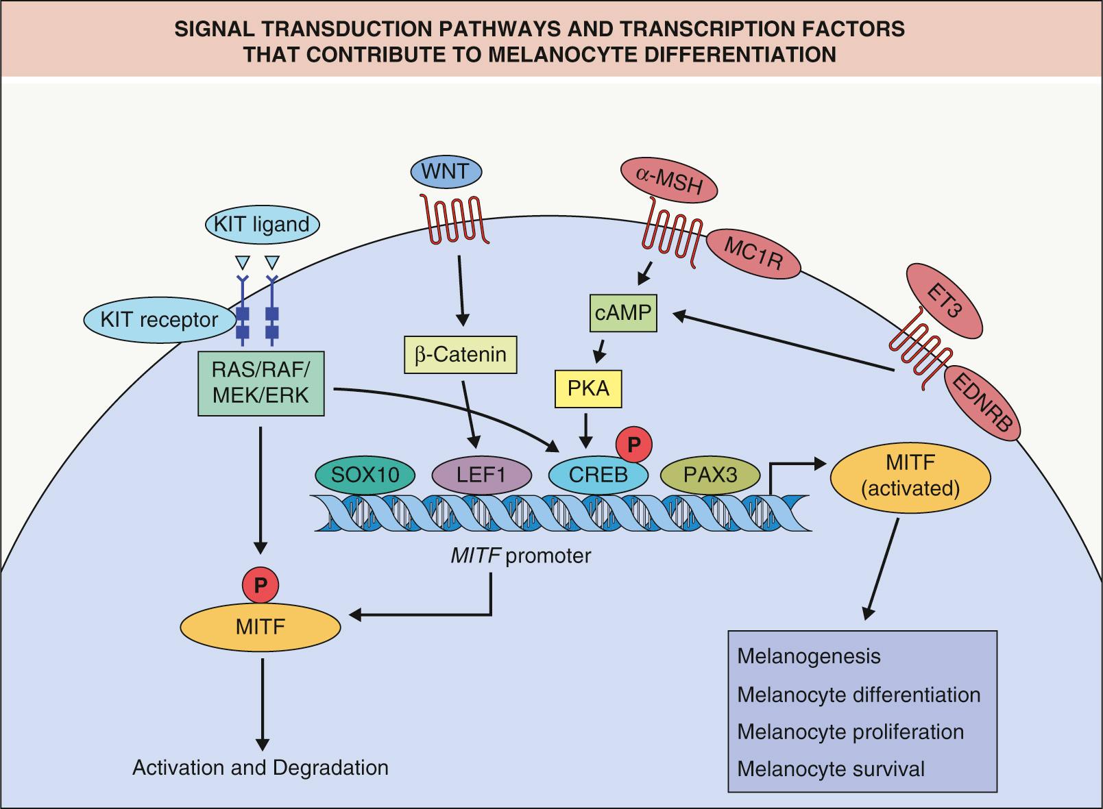 Fig. 65.4, Signal transduction pathways and transcription factors that contribute to melanocyte differentiation.