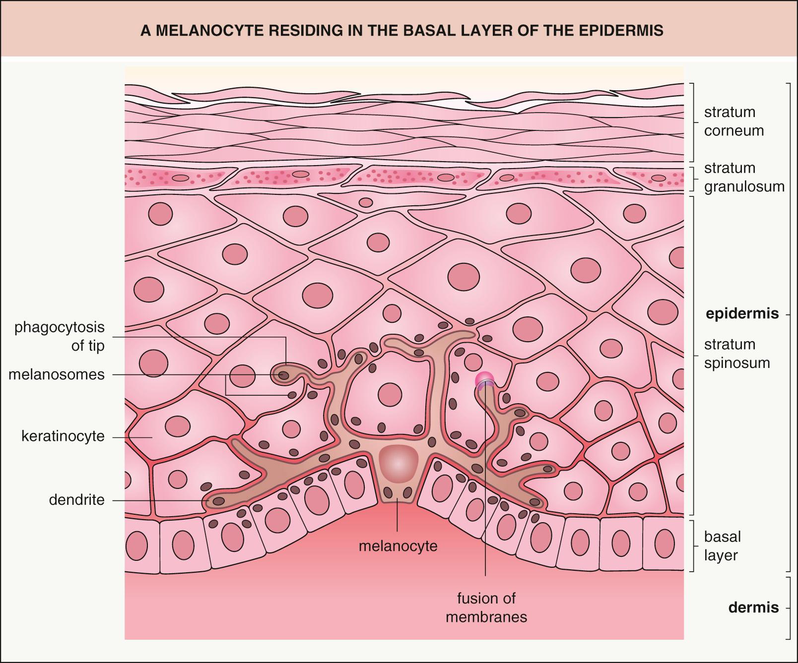 Fig. 65.5, A melanocyte residing in the basal layer of the epidermis.