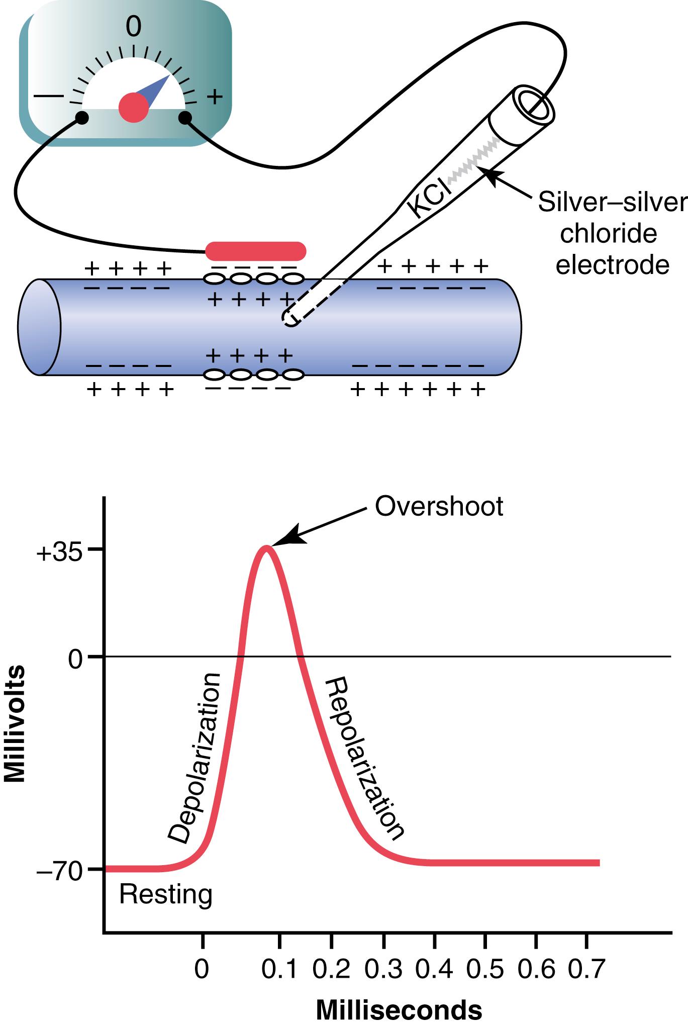 Figure 5-6, Typical action potential recorded by the method shown in the upper panel .