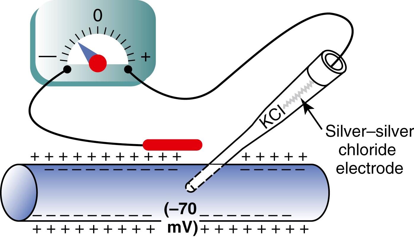 Figure 5-2, Measurement of the membrane potential of the nerve fiber using a microelectrode.