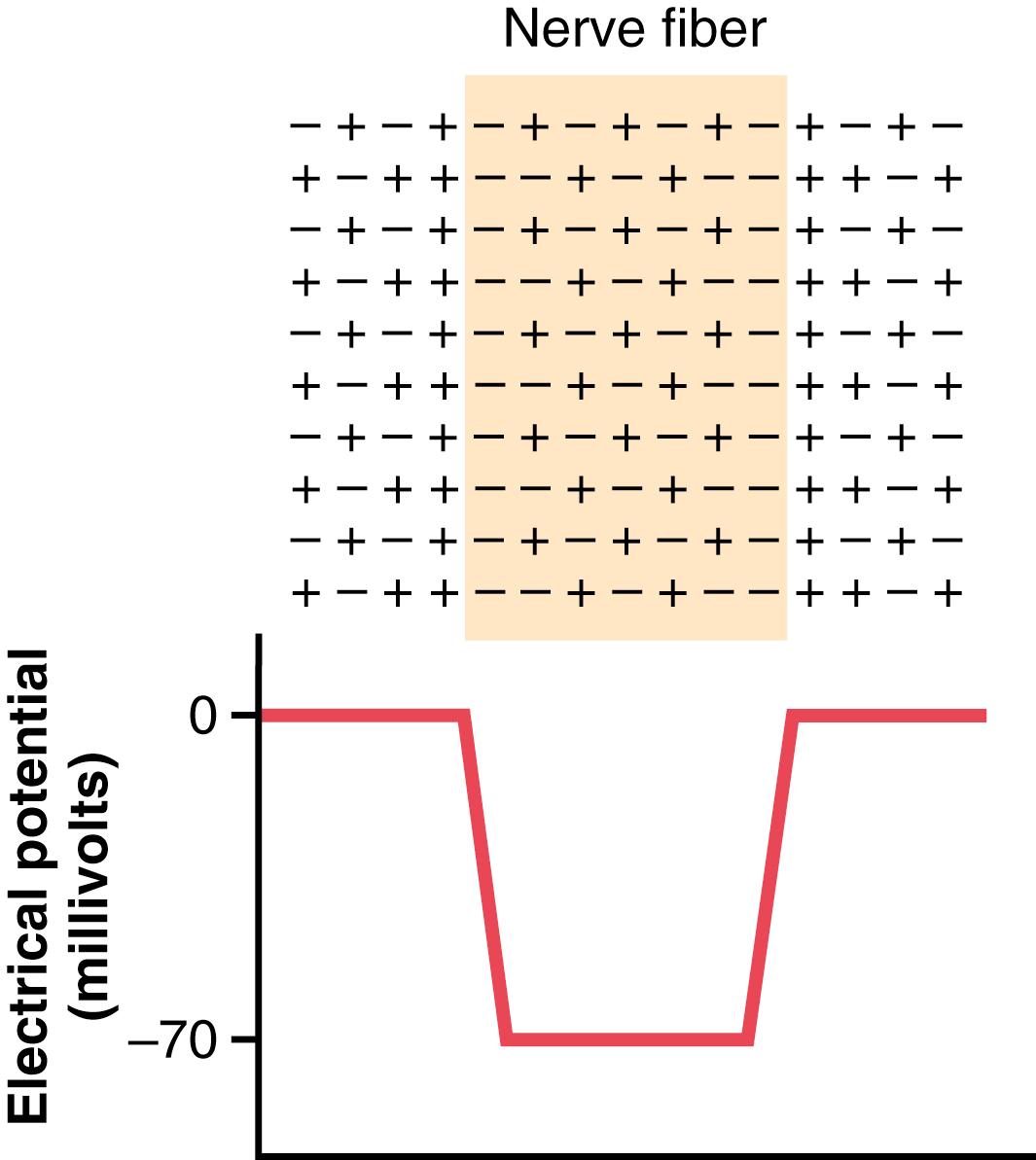 Figure 5-3, Distribution of positively and negatively charged ions in the extracellular fluid surrounding a nerve fiber and in the fluid inside the fiber. Note the alignment of negative charges along the inside surface of the membrane and positive charges along the outside surface. The lower panel displays the abrupt changes in membrane potential that occur at the membranes on the two sides of the fiber.