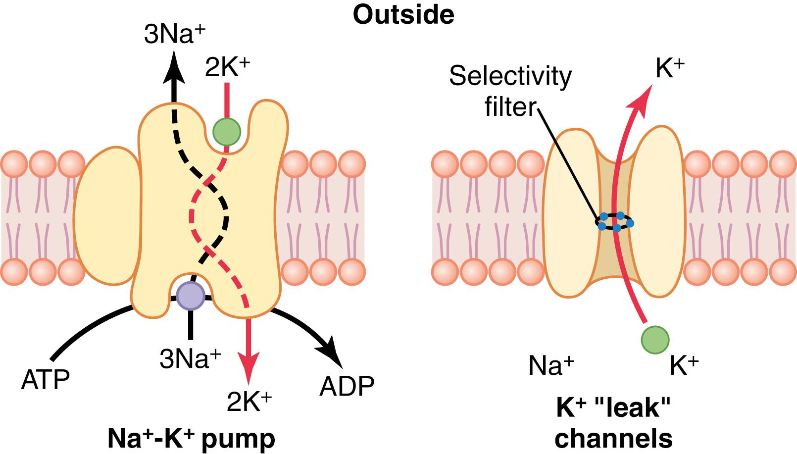 Figure 5-4, Functional characteristics of the Na + -K + pump and the K + “leak” channels. The K + leak channels also leak Na + ions into the cell slightly but are much more permeable to K + . ADP, Adenosine diphosphate; ATP, adenosine triphosphate.