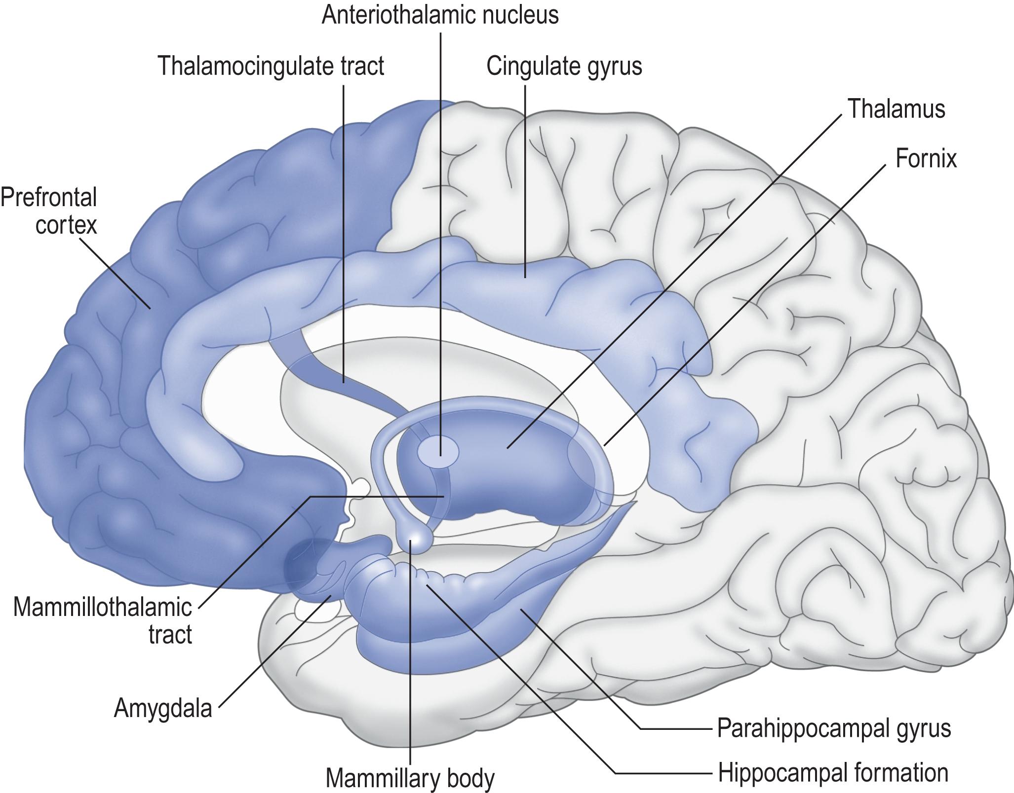 Fig. C1, Episodic memory. The medial temporal lobes, including the hippocampus, form the core of the episodic memory system. Other brain regions are also necessary for episodic memory to function correctly.