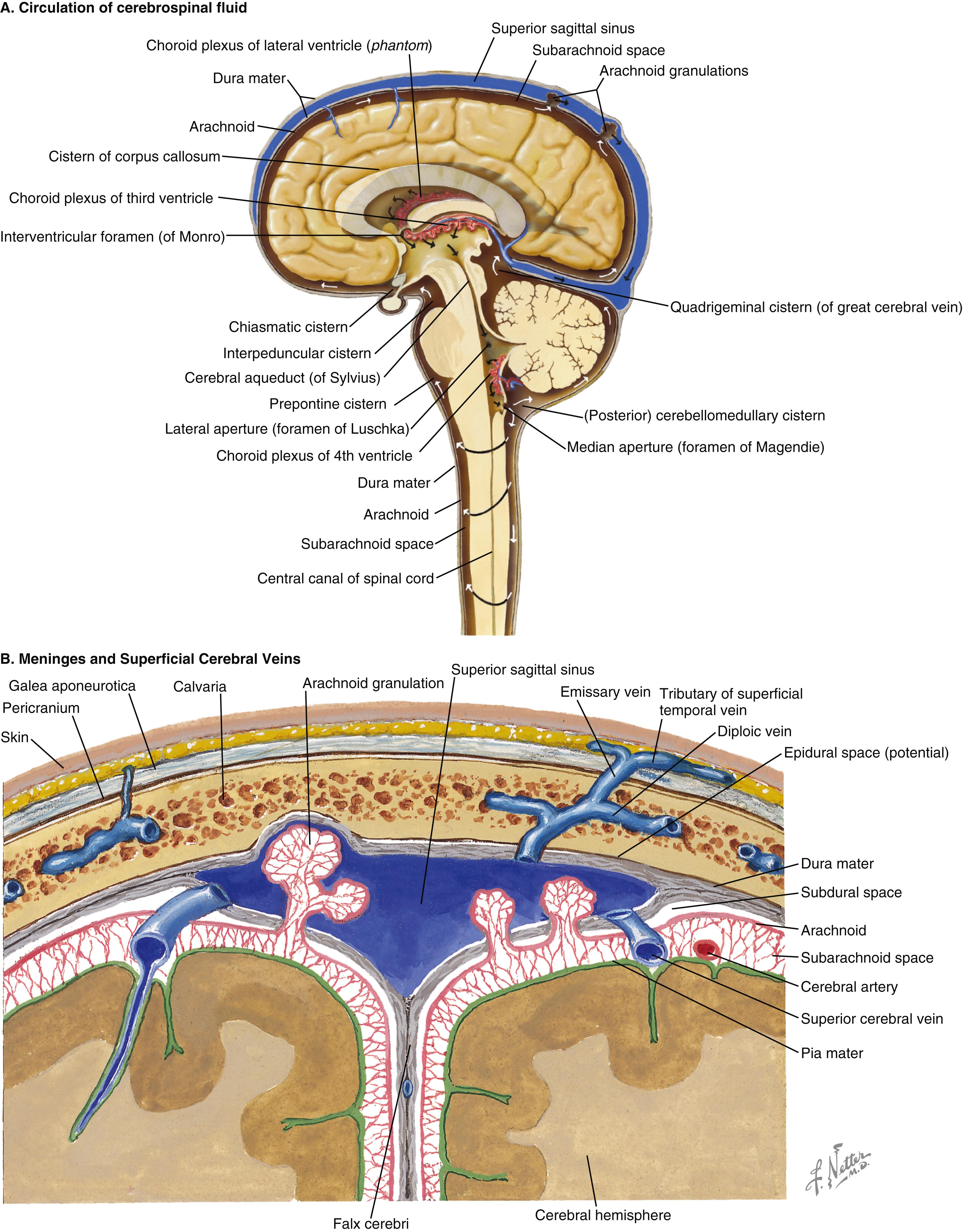 Fig. 37.1, (A) Circulation of cerebrospinal fluid and (B) meninges and superficial cerebral veins.