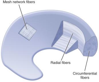 Fig. 94.3, Meniscal microstructure.