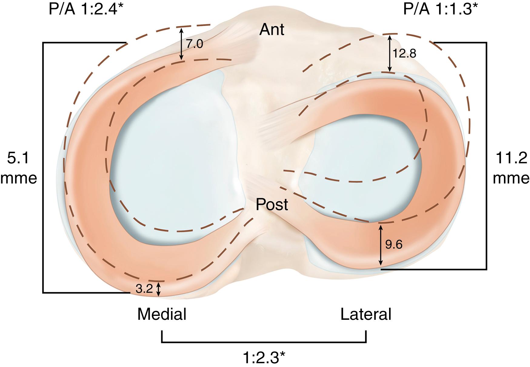 Meniscus Biomechanics Clinical Tree