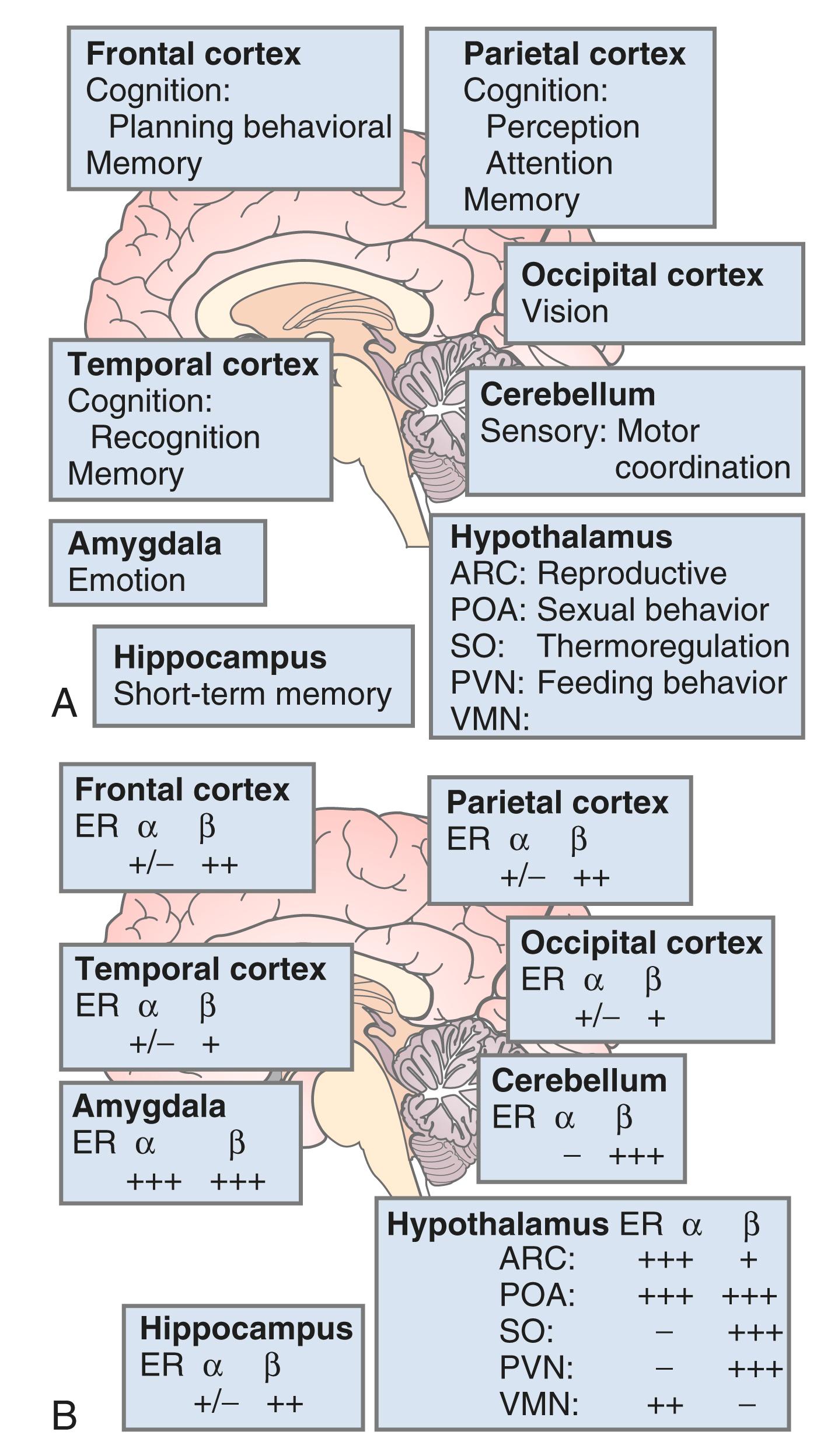 Fig. 14.15, Brain functional areas and endowment of types of estrogen receptors in the rat brain.