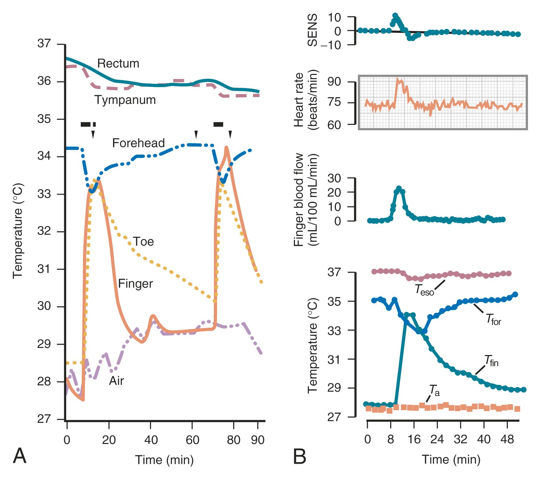 Fig. 14.17, Temperature responses to two spontaneous flashes and evoked flash.