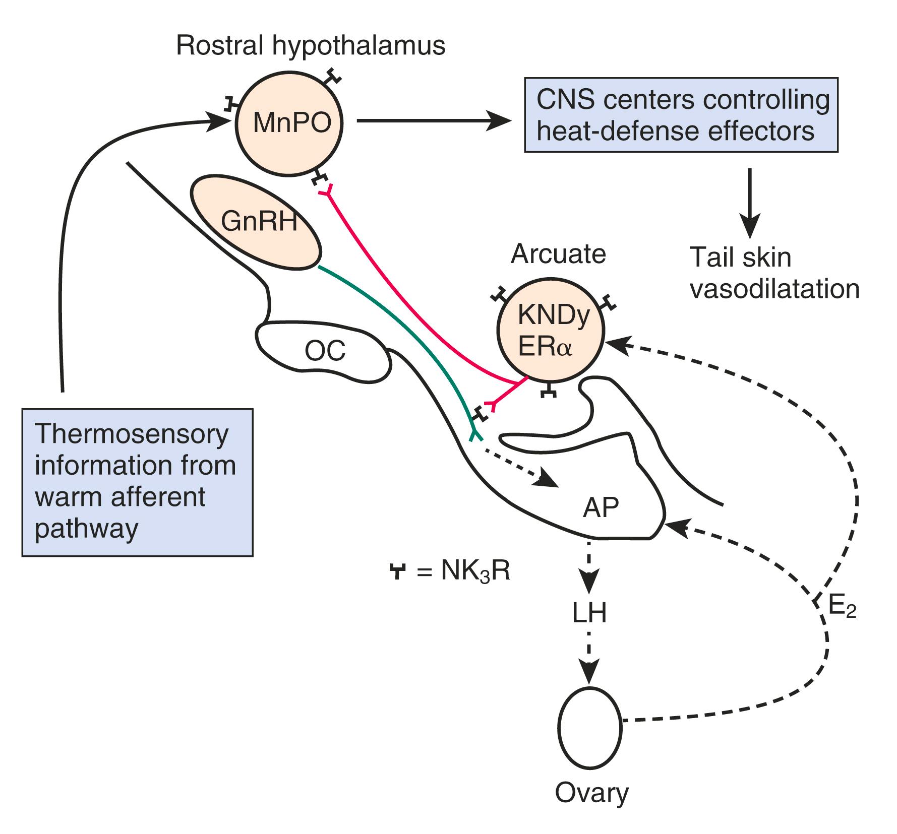 Fig. 14.19, Diagramatic depiction (in a rat model) of KNDy neurons in the hypothalamus, not only influencing GnRH pulses and gonadotropin secretion but also interacting with thermosensory and heat regulatory centers in the brain.