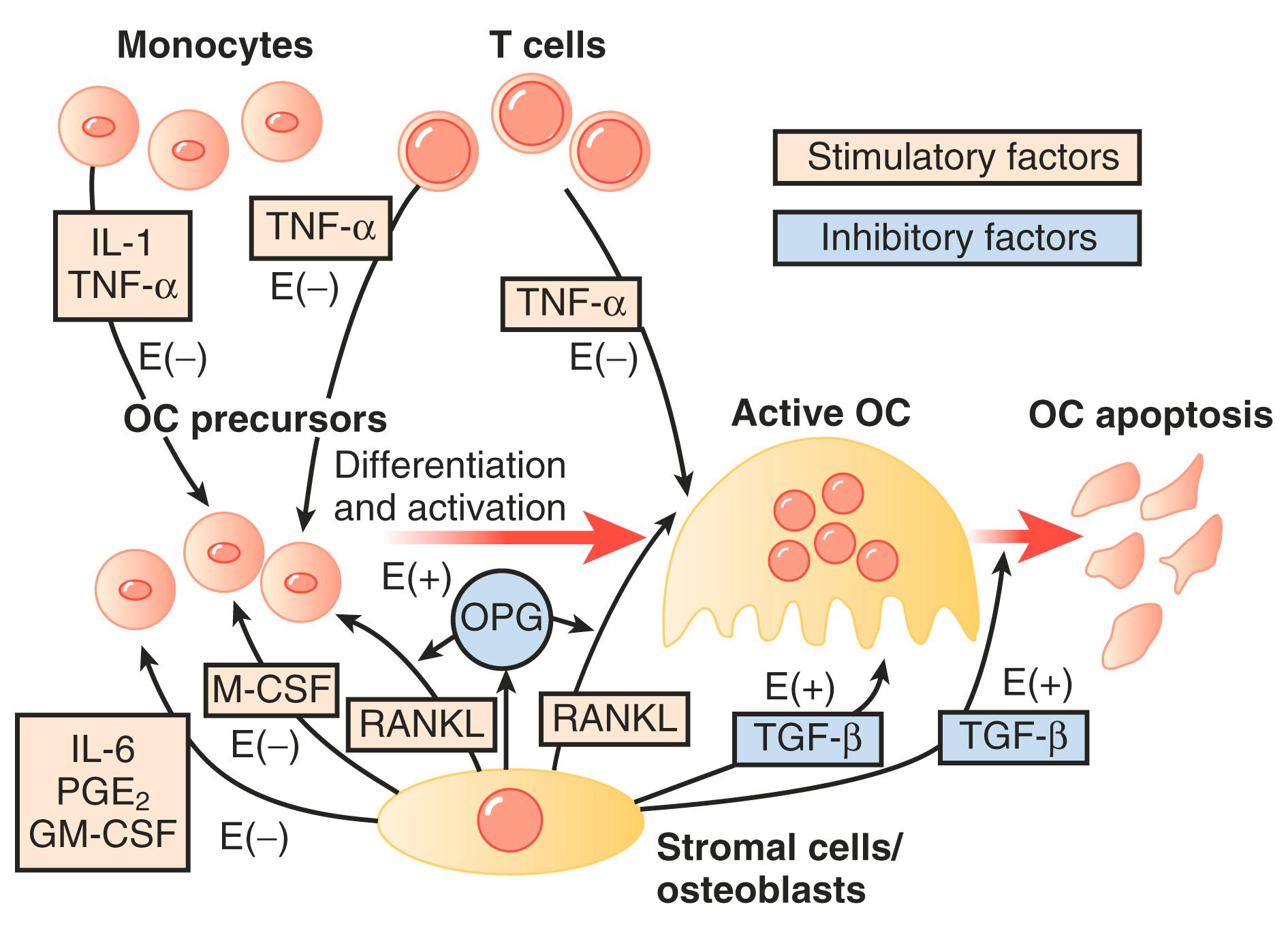 Fig. 14.24, Model for mediation of effects of estrogen (E) on osteoclast formation and function by cytokines in bone marrow microenvironment.