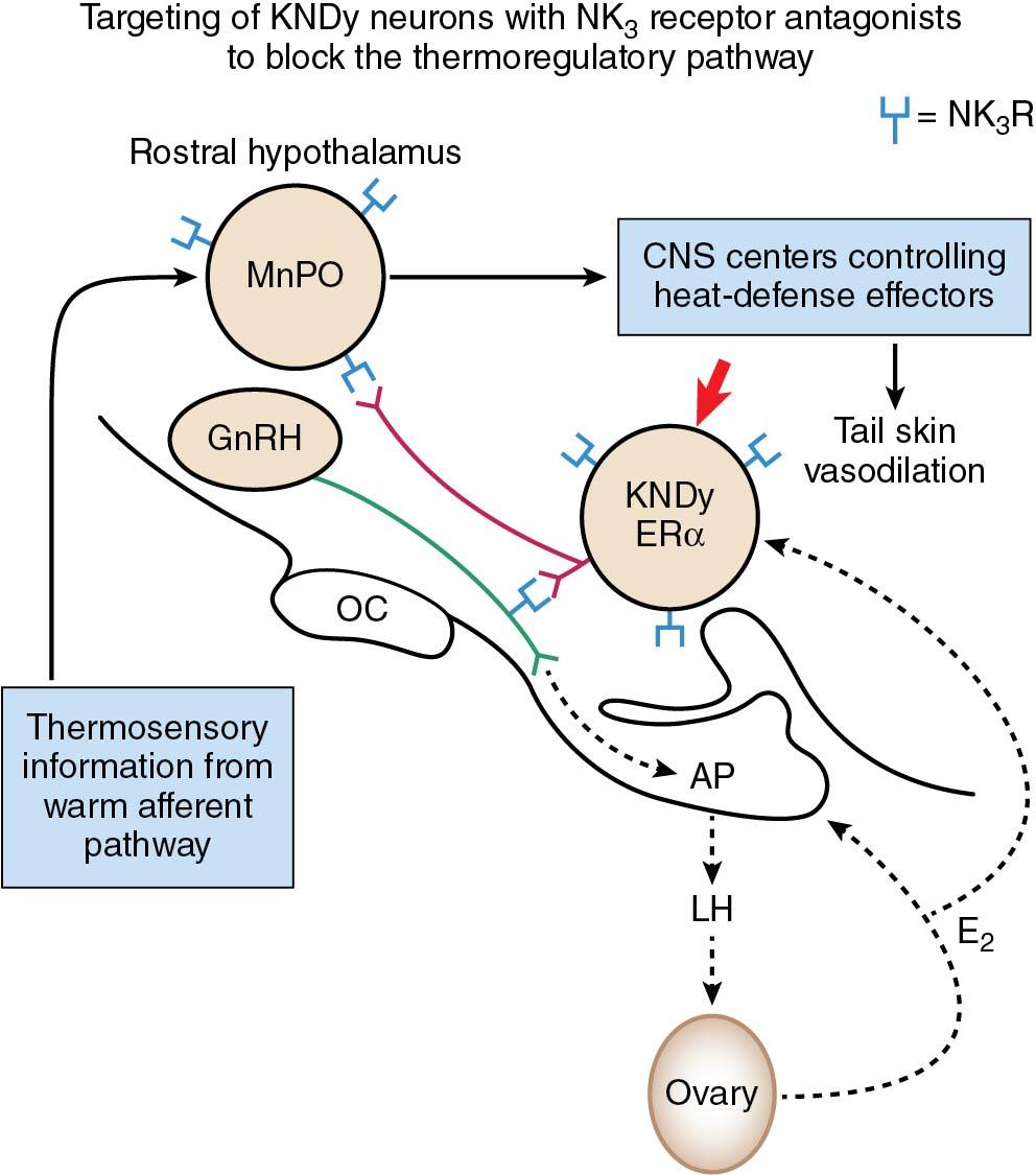 Fig. 14.18, Targeting the KNDy neuron with neurokinin 3 (NK3) receptor antagonists to block the thermoregulatory pathway, which has neuronal connections from the mid hypothalamus to the rostral hypothalamus where thermoregulatory control occurs (rat model). CNS, central nervous system; E 2 , estradiol; ER, estrogen receptor; GnRH, gonadotropin-releasing hormone; KNDy, kisspeptin/neurokinin B/dynorphin; LH, luteinizing hormone.