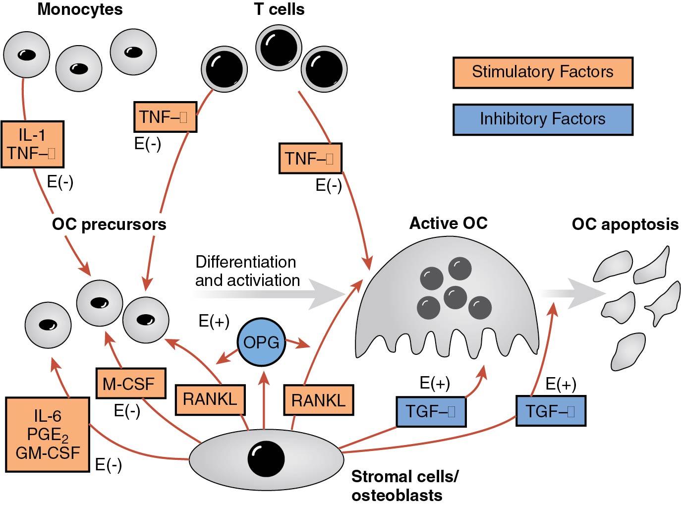 Fig. 14.22, Model for mediation of effects of estrogen (E) on osteoclast formation and function by cytokines in bone marrow microenvironment. Stimulatory factors are shown in orange and inhibitory factors are shown in blue. Positive (+) or negative (−) effects of E on these regulatory factors are shown in red. The model assumes that regulation is accomplished by multiple cytokines working together in concert. GM-CSF, Granulocyte-macrophage colony-stimulating factor; IL, interleukin; M-CSF, macrophage colony-stimulating factor; OC, osteoclast; OPG, osteoprotegerin; PGE 2 , prostaglandin E 2 ; RANKL, receptor activation of B ligand; TGF-β, transforming growth factor beta; TNF-α, tumor necrosis factor alpha.