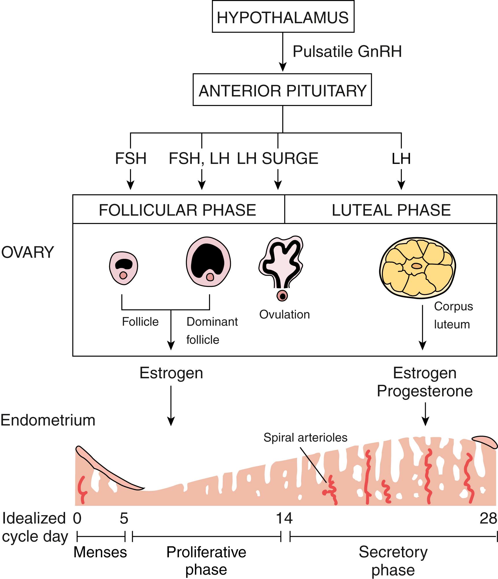 Fig. 25.4, Hypothalamic-pituitary-ovarian endometrial axis: changes over time. FSH, follicle-stimulating hormone; GnRH, gonadotropin-releasing hormone; LH, luteinizing hormone.