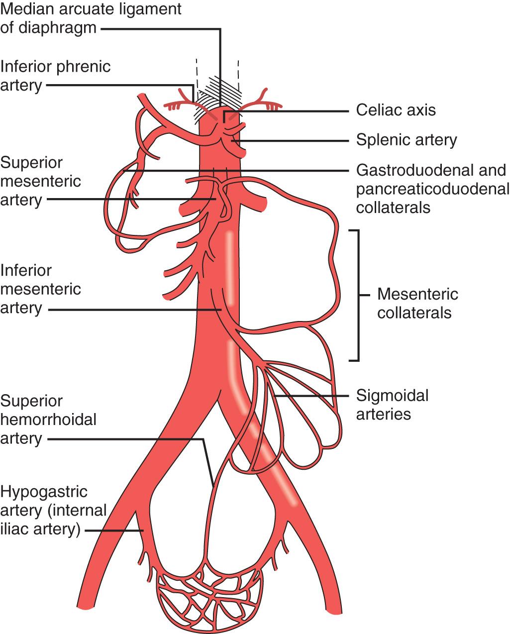 FIGURE 87.1, Anatomy of the arterial tree of the mesenteric vessels.