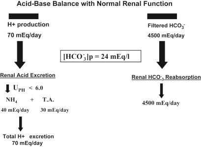 Figure 17.1, Acid–base balance in patients with normal renal function. Acid generation from metabolism of ingested foodstuffs is approximately 1 mEq/kg/day (70 mEq/day in 70 kg person). Sufficient [HCO3−] [HCO3−] [HCO3−] [HCO3−] is generated as a consequence of net acid excretion to neutralize this acid. In addition, approximately 4500 mEq of [HCO3−] [HCO3−] [HCO3−] [HCO3−] are filtered by the glomeruli each day, which must be recaptured by the renal tubules. Impairment of either tubule process can lead to development of metabolic acidosis.