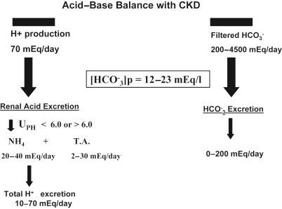 Figure 17.2, Acid–base balance in patients with chronic kidney disease (CKD). Acid generation from metabolism of ingested foodstuffs is similar to or slightly less than that in patient with normal renal function, i.e., 1 mEq/kg/day. CKD can cause defective [HCO3−] [HCO3−] [HCO3−] [HCO3−] reclamation and/or generation of [HCO3−] [HCO3−] [HCO3−] [HCO3−] leading to a fall in serum [HCO3−] [HCO3−] [HCO3−] [HCO3−] concentration and metabolic acidosis. The magnitude of the hypobicarbonatemia, bicarbonate excretion in the urine, and net acid excretion varies among patients and also can vary in individual patients depending both on when in the course of CKD these parameters are measured. Values for net acid excretion and bicarbonate excretion are estimates.