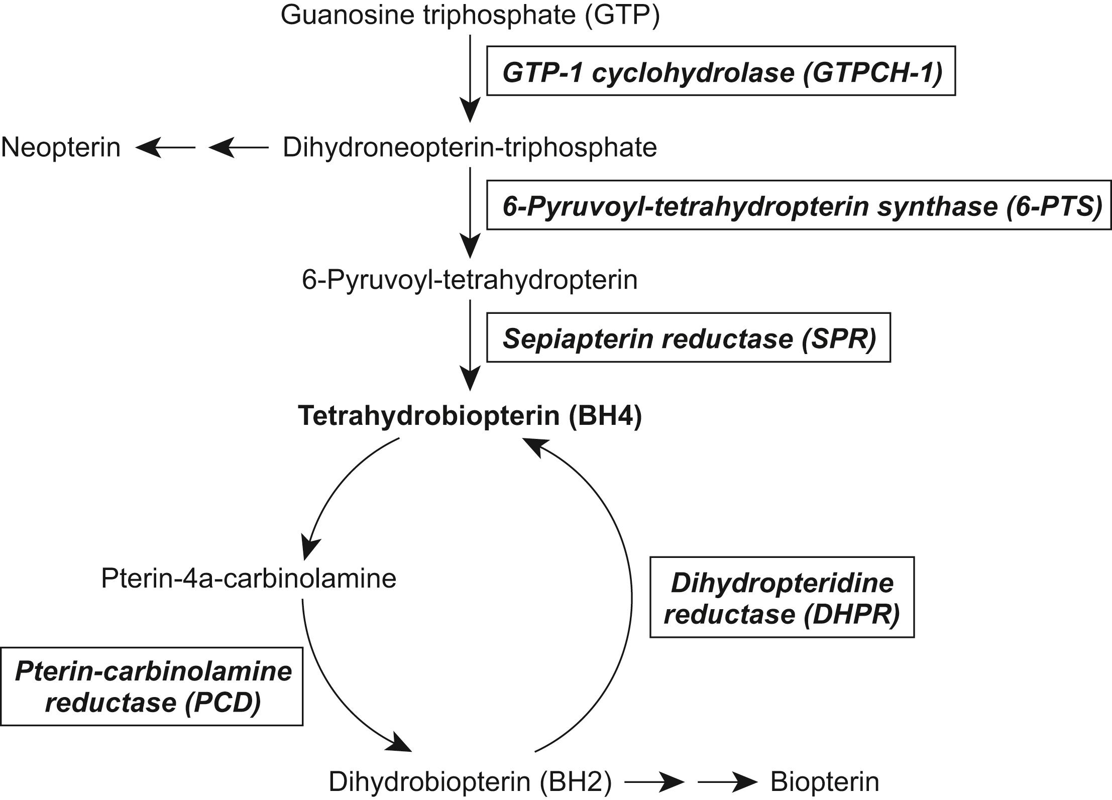 Figure 17.2, BH4 synthesis.
