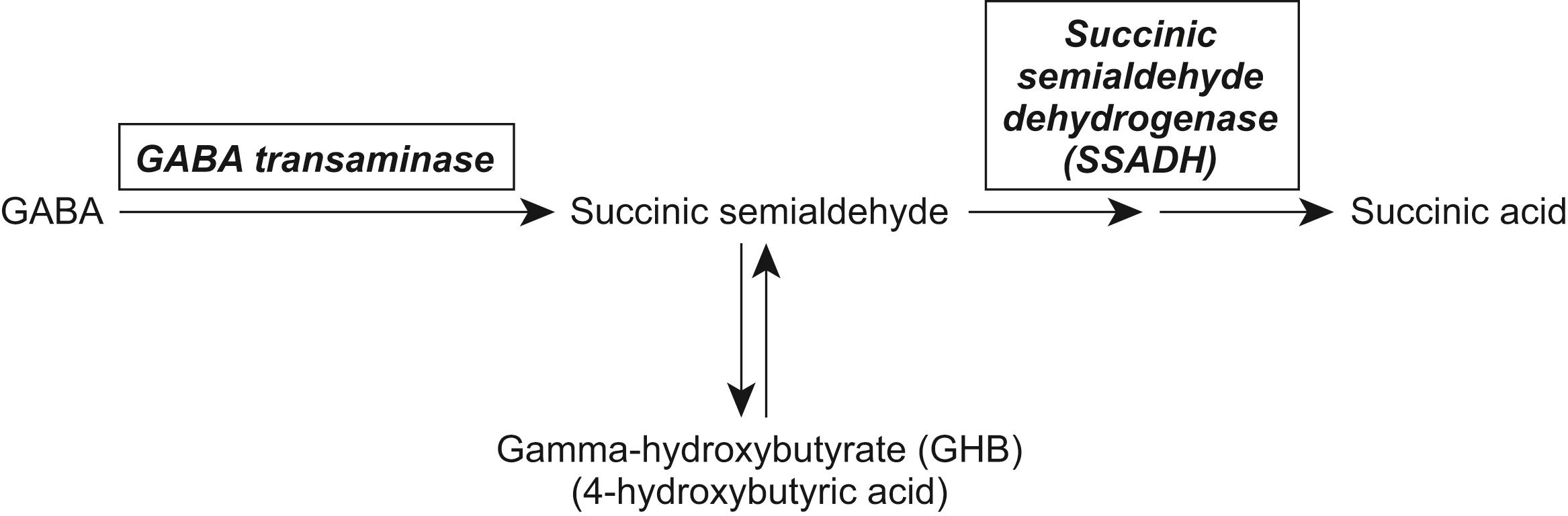 Figure 17.3, Succinic acid synthesis.