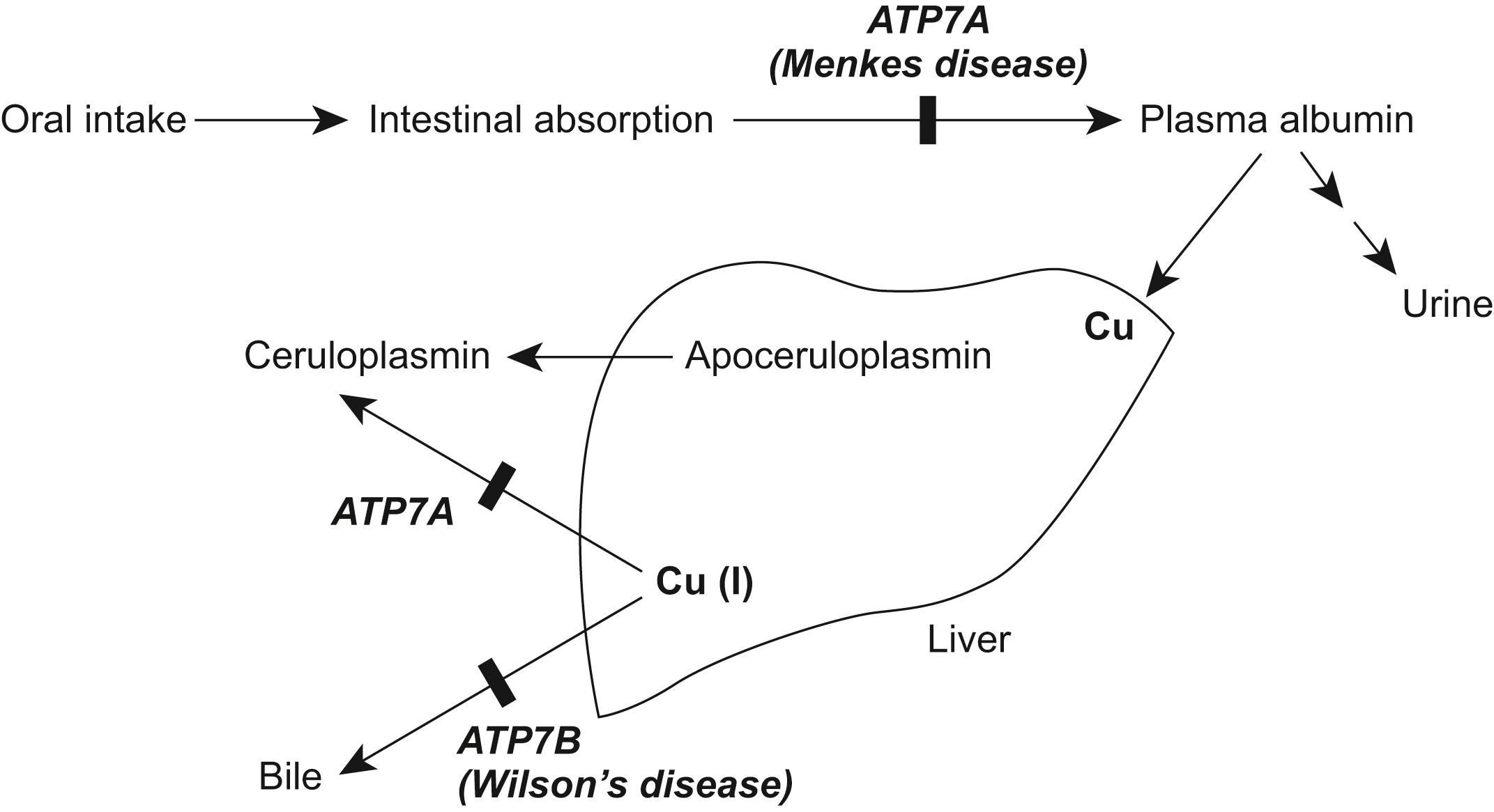 Figure 17.4, Copper transport.