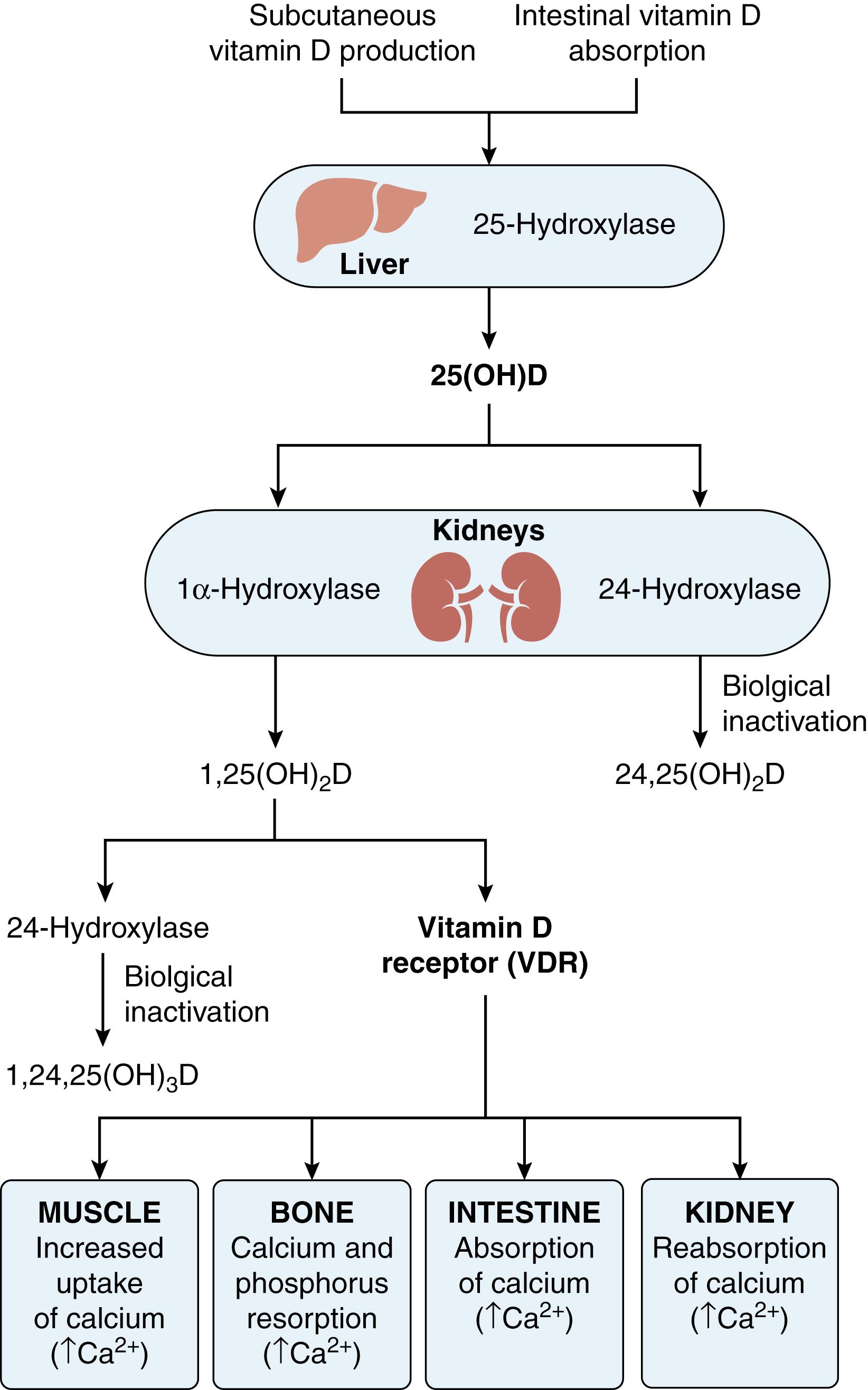 FIG. 38.1, Vitamin D metabolism.