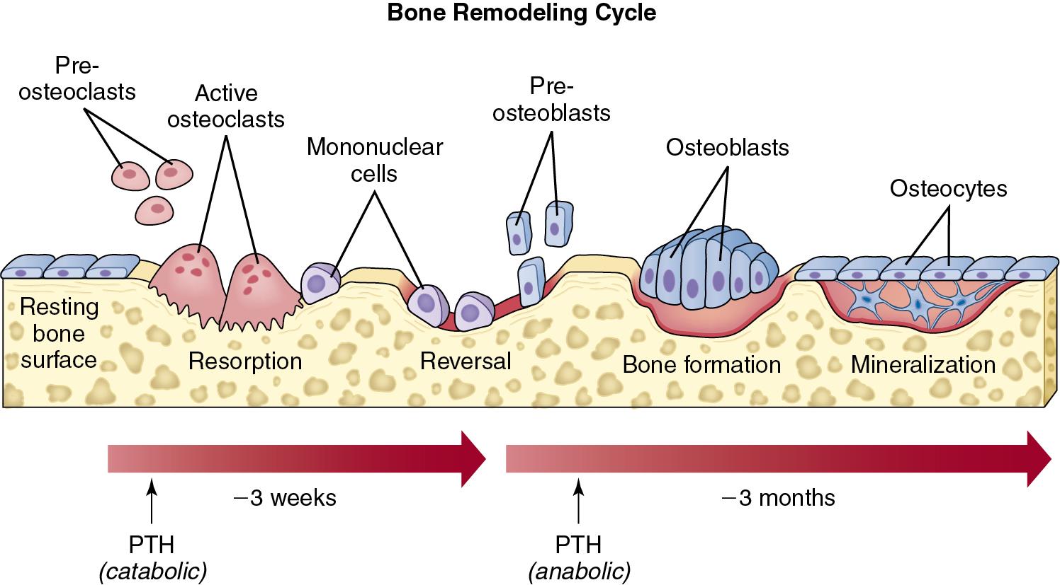 Fig. 64.1, Sequence of events that occur during bone remodeling. PTH, Parathyroid hormone.