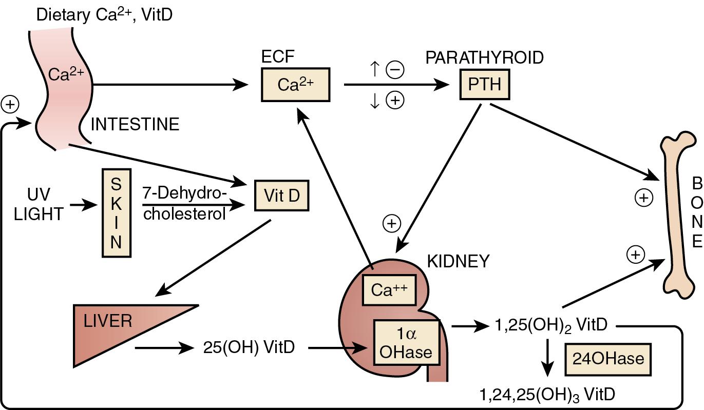 Fig. 64. 3, Regulation of extracellular fluid (ECF) calcium (Ca 2+ ) by parathyroid hormone (PTH) action on kidney, bone, and intestine.