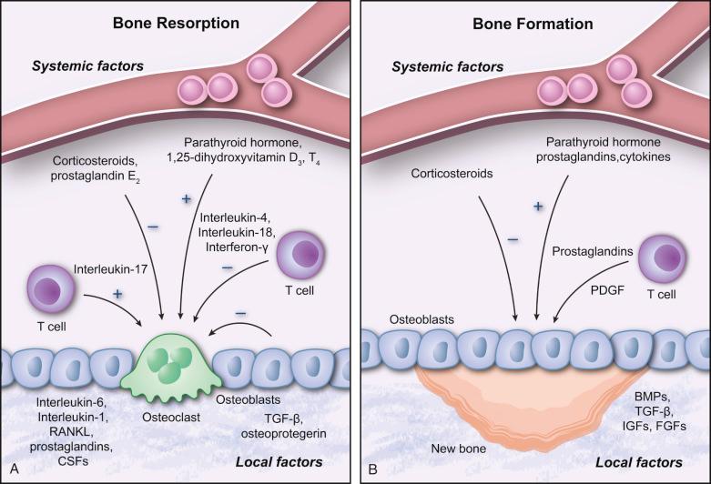 FIGURE 19-2, Regulation of bone resorption and bone formation.