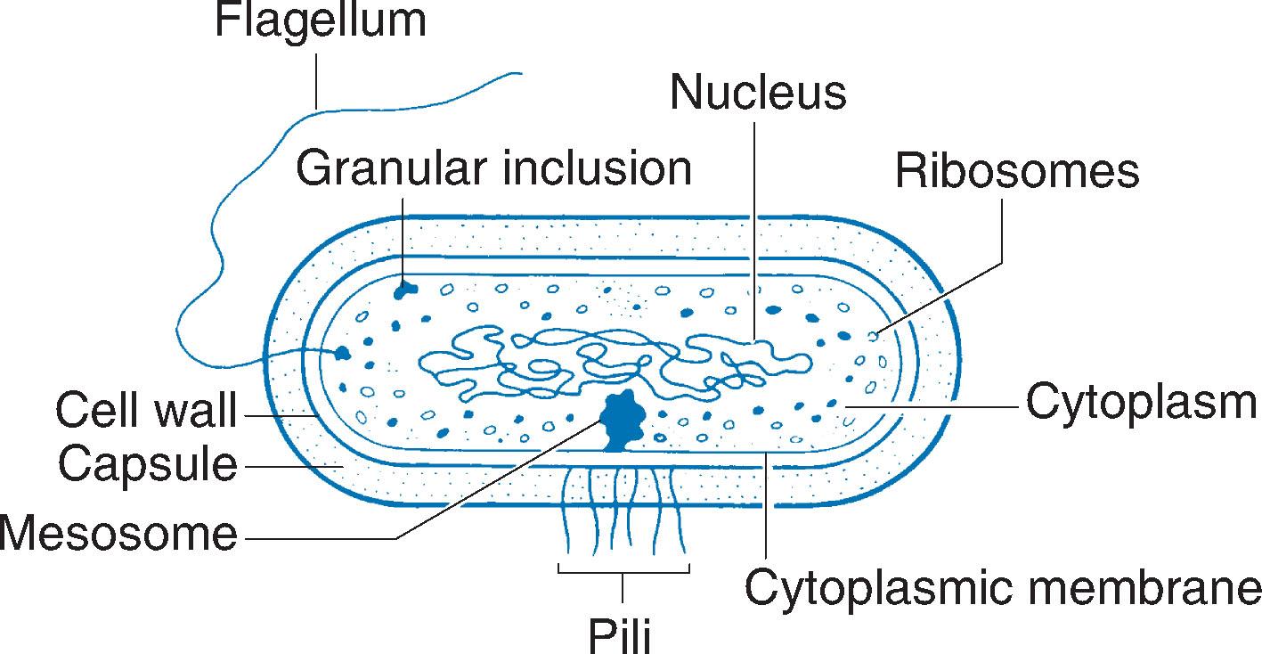 Fig. 7.1, Prototype bacterial cell.