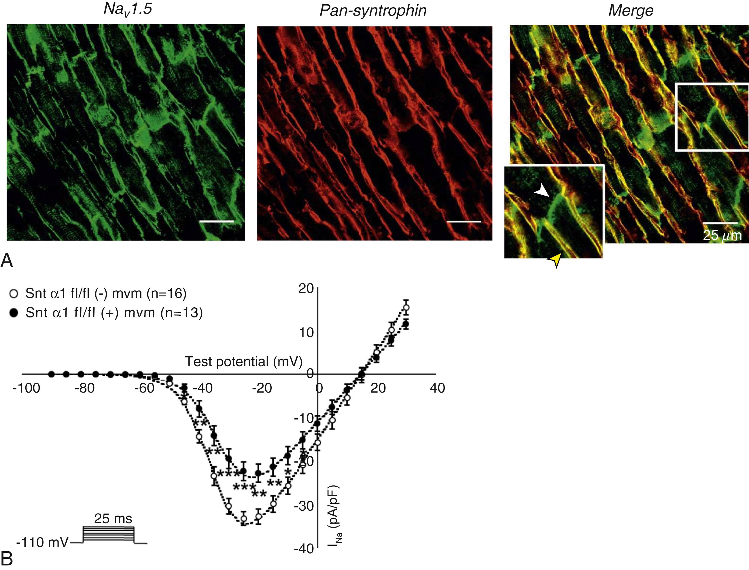 Fig. 18.2, Experimental evidence for multiple pools of Na V 1.5 channels in cardiac cells. (A) Sections of mouse ventricular myocardium with anti-Na V 1.5 staining ( left ), anti–pan-syntrophin staining ( middle ), and overlay ( right, merge ). Syntrophins are not expressed at the intercalated discs ( white arrowhead ) where Na V 1.5 is present. The intercalated disc pool of Na V 1.5 has been proposed to interact with SAP97 (see Fig. 18.1 ). Yellow arrowhead shows the lateral membrane pool of Na V 1.5 colocalizing with syntrophin proteins. (B) Syntrophin knockout cardiomyocytes (Sntα1 fl/fl (+) mvm) show reduced whole-cell sodium current compared with controls (Sntα1 fl/fl (–) mvm). (∗ P < .05; ∗∗ P < .01; ∗∗∗ P < .001).