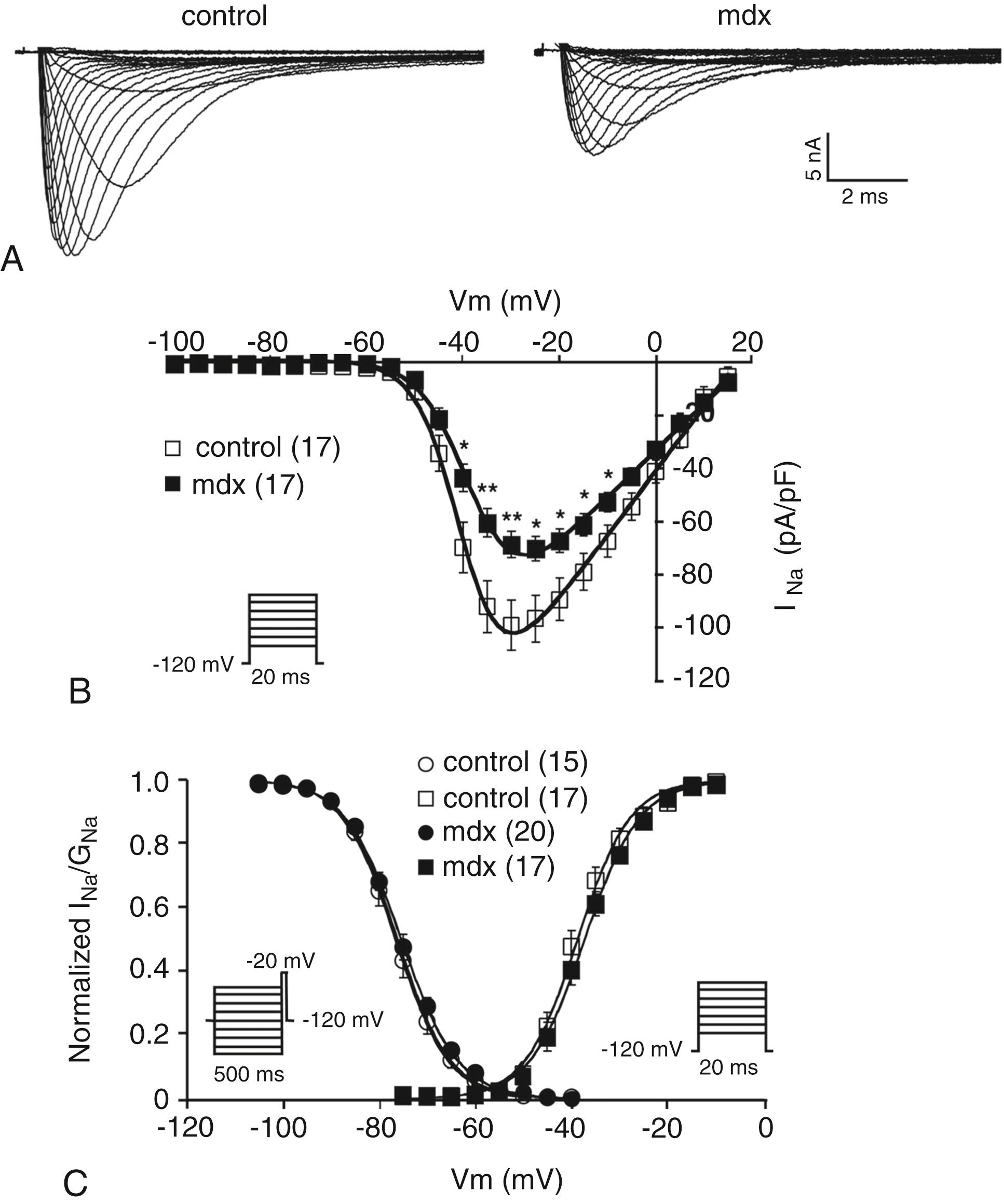 Fig. 18.3, Reduction of Na V 1.5 expression at the lateral membrane in dystrophin-deficient ( mdx ) murine cardiomyocytes.