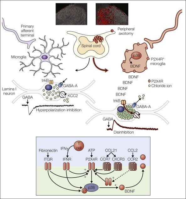 Figure 4-3, The P2X4R+ microglial phenotype mediates a core pain hypersensitivity cascade following peripheral nerve injury.