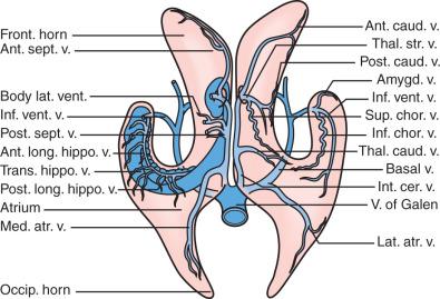 Figure 46.3, A drawing with venous relationships of the lateral ventricles in an axial view of the ventricular system. The ventricular veins can be used as navigational guides, once in the ventricle. They are divided into a deep/medial paired system and a paired lateral group of vessels. The medial ventricular veins drain into the internal cerebral vein, which runs in the velum interpositum on the roof of the third ventricle. They are joined by the paired basal vein of Rosenthal, as they drain into the great vein of Galen followed by the straight sinus and finally to the torcula. Starting at the frontal horn, the lateral group consists of the anterior caudate vein and anterior septal vein in the frontal horn, which join the thalamostriate vein adjacent to the choroidal fissure. The medial and lateral atrial veins are in the atrium and occipital horn, and the inferior ventricular and amygdalar veins lie in the temporal horn.